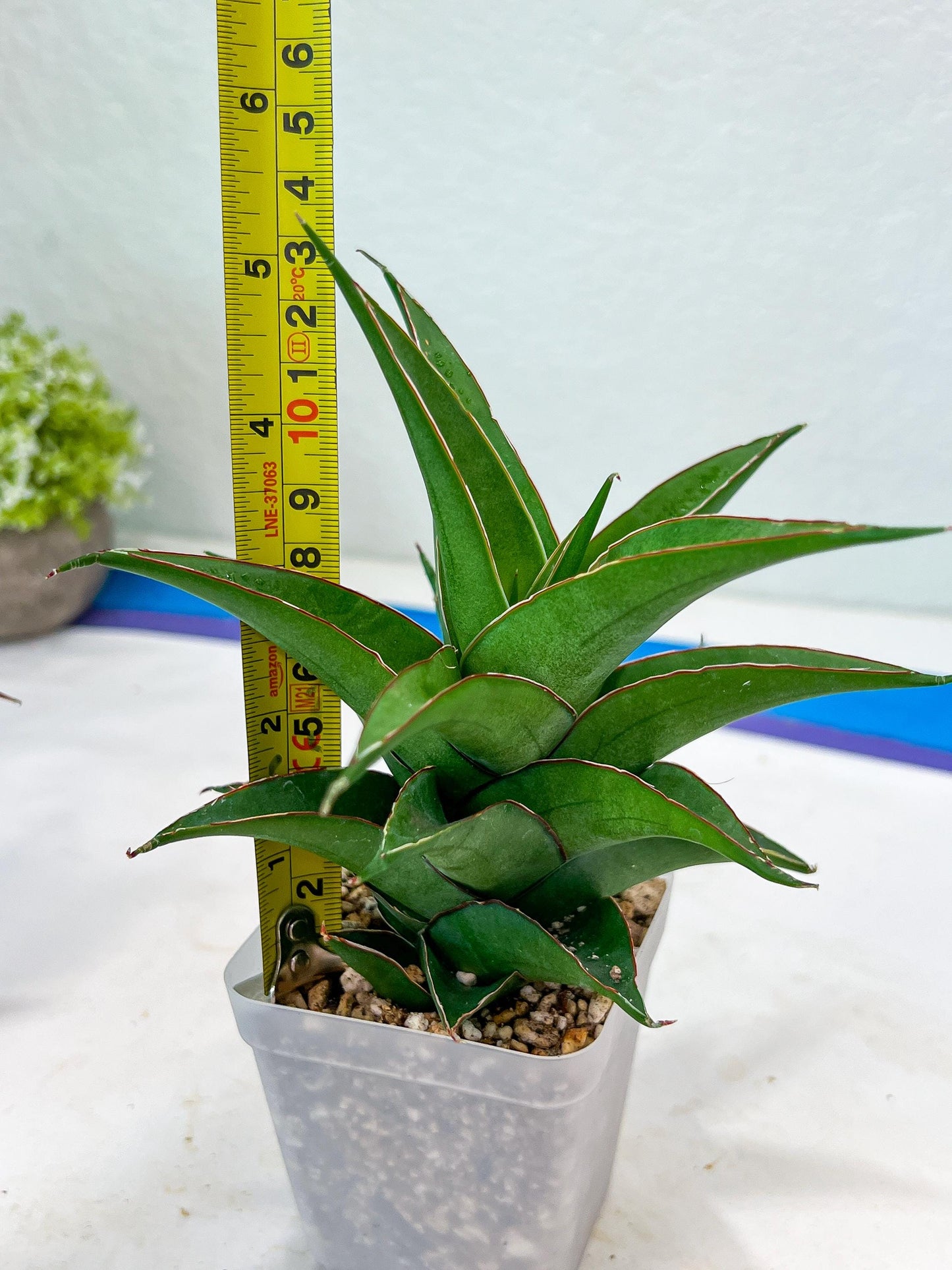 Sansevieria Agustus (#Ba22.5) | Imported Plants | Rare Hybrid Species
