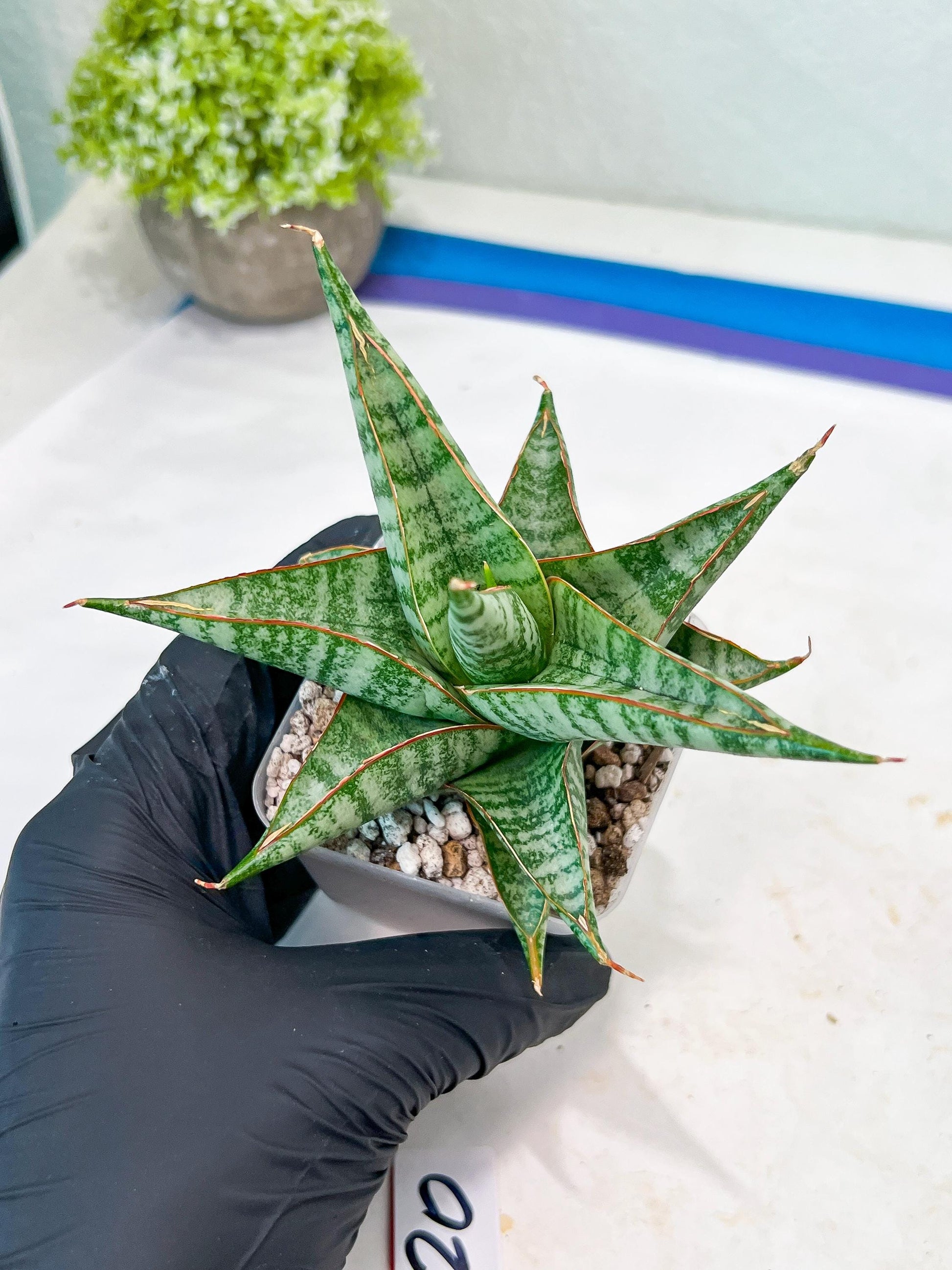 Sansevieria Ghuto (#Ba20) | Imported Plants | Rare Hybrid Species