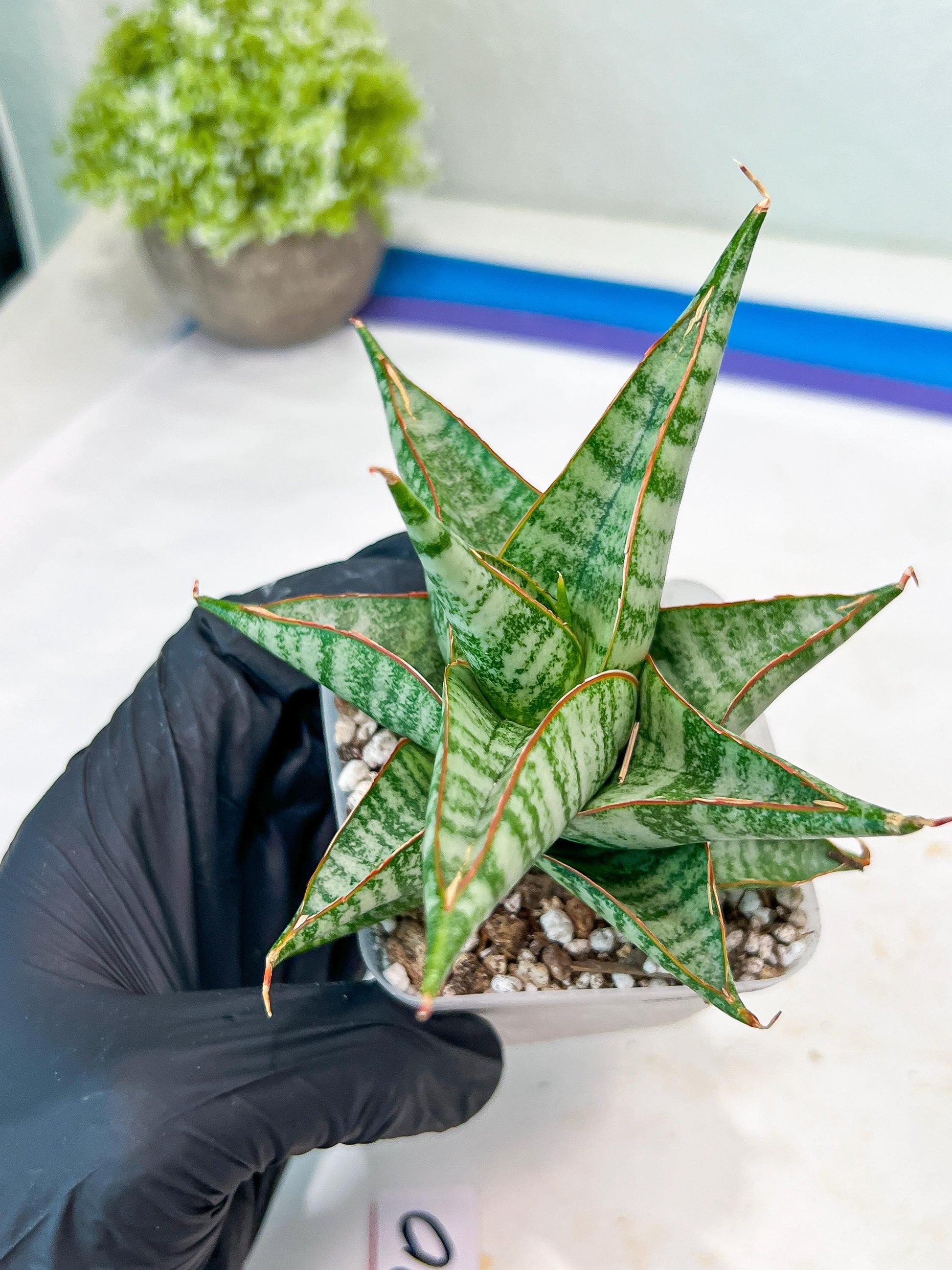 Sansevieria Ghuto (#Ba20) | Imported Plants | Rare Hybrid Species
