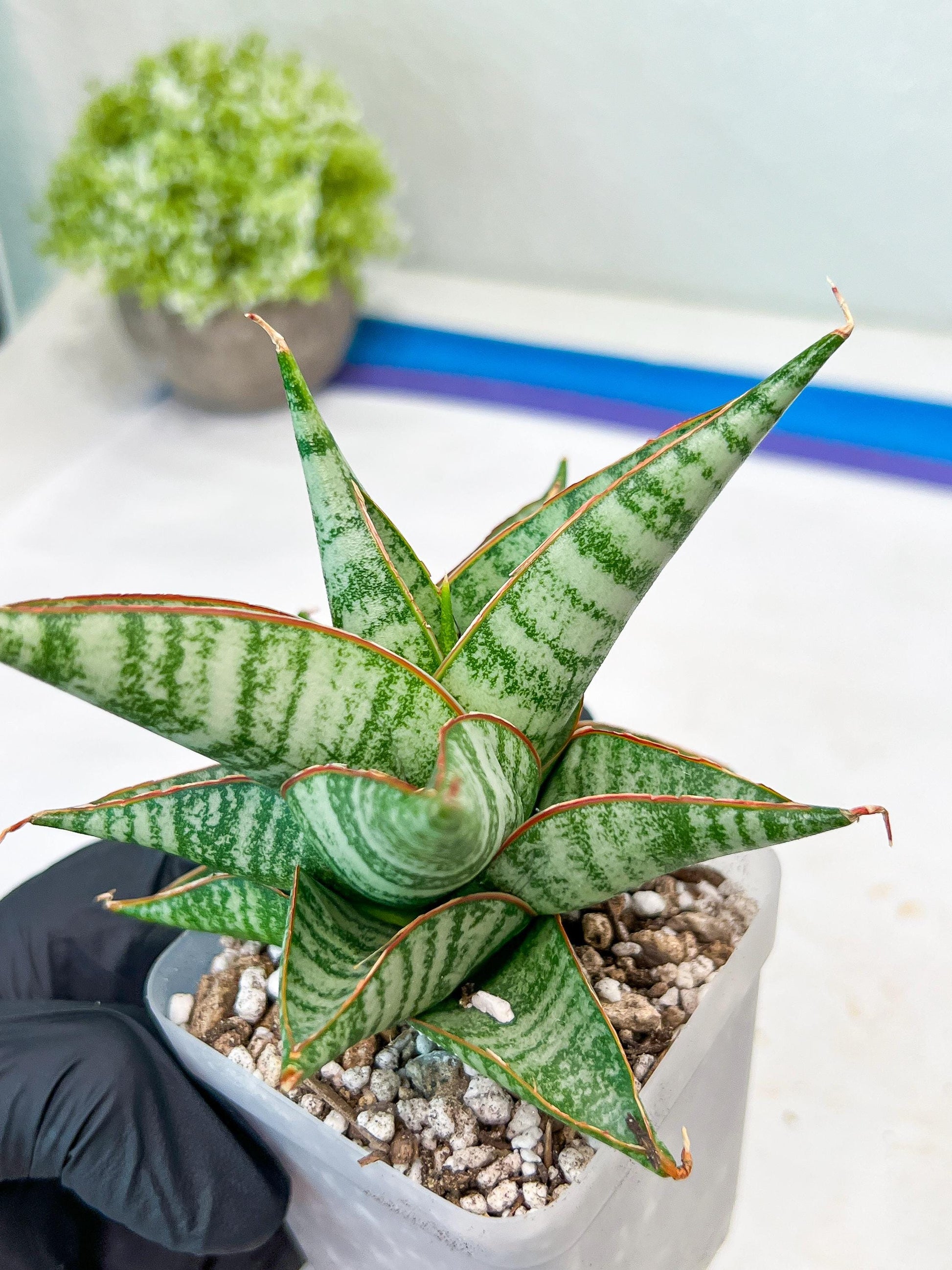 Sansevieria Ghuto (#Ba20) | Imported Plants | Rare Hybrid Species