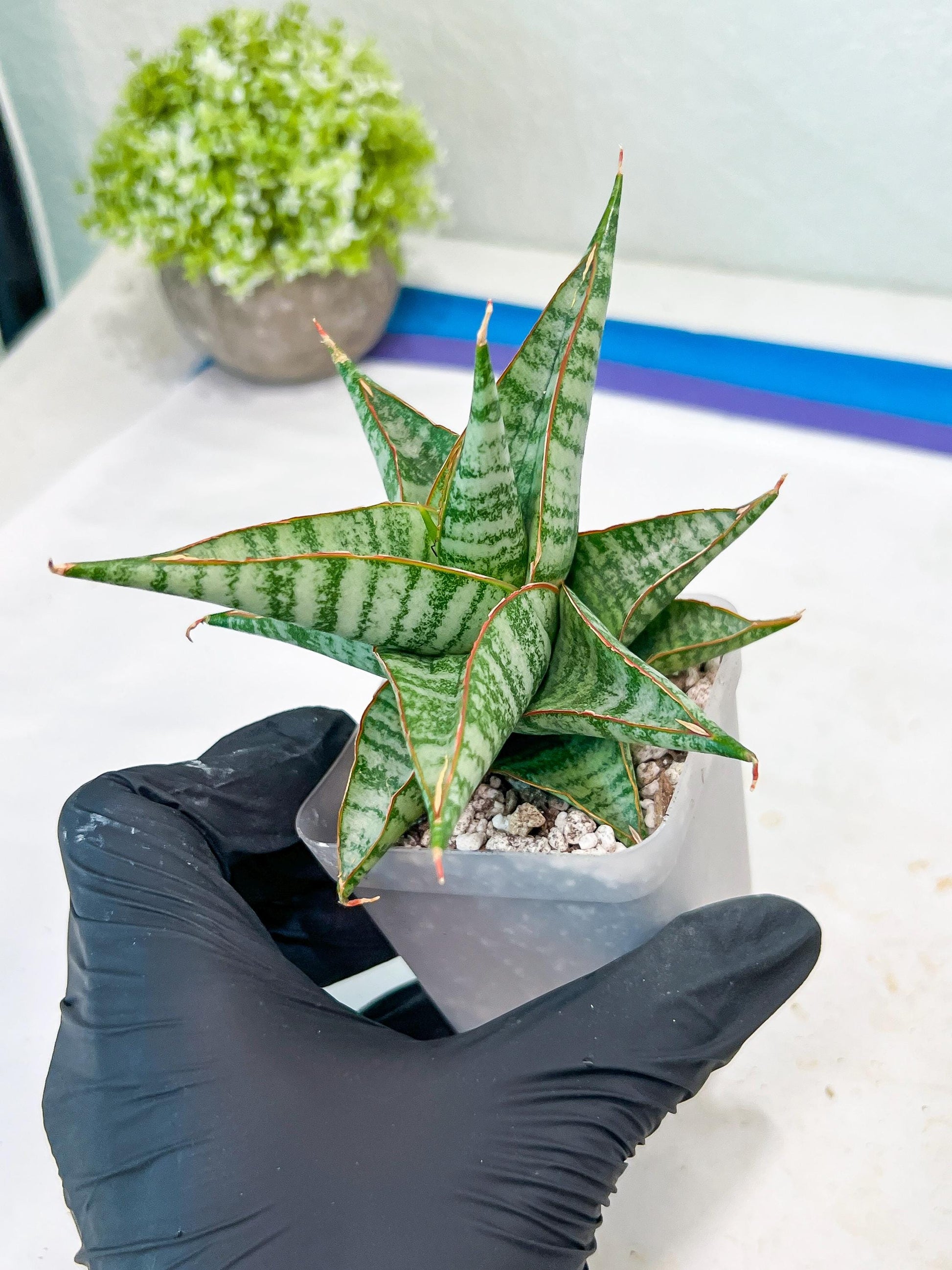 Sansevieria Ghuto (#Ba20) | Imported Plants | Rare Hybrid Species