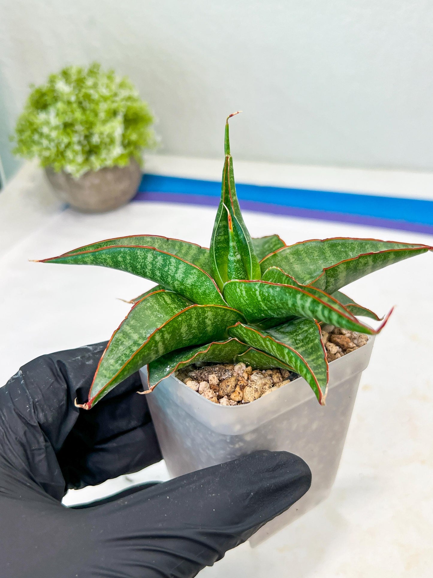 Sansevieria Gombloh (#Ba21) | Imported Plants | Rare Hybrid Species