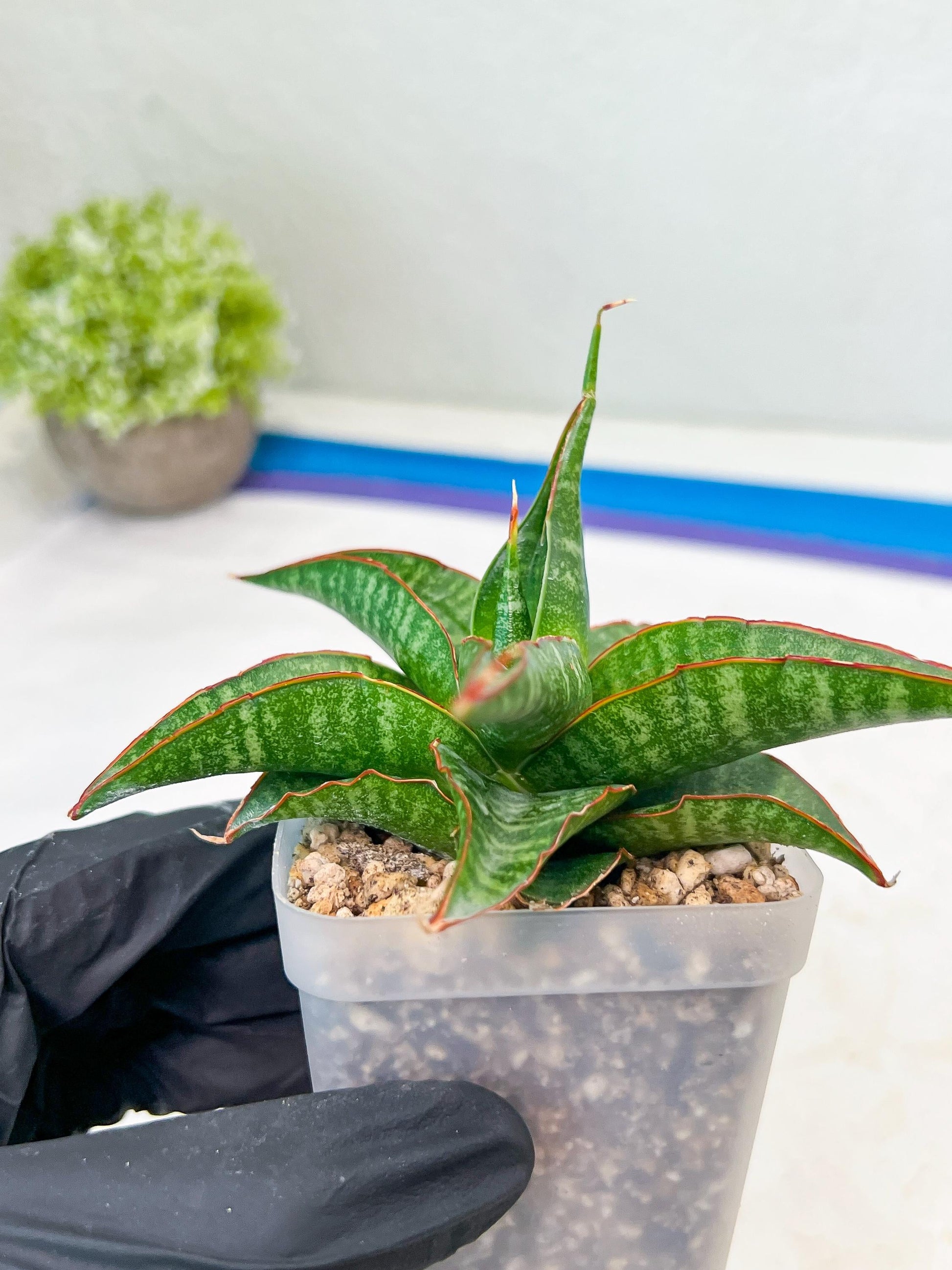 Sansevieria Gombloh (#Ba21) | Imported Plants | Rare Hybrid Species
