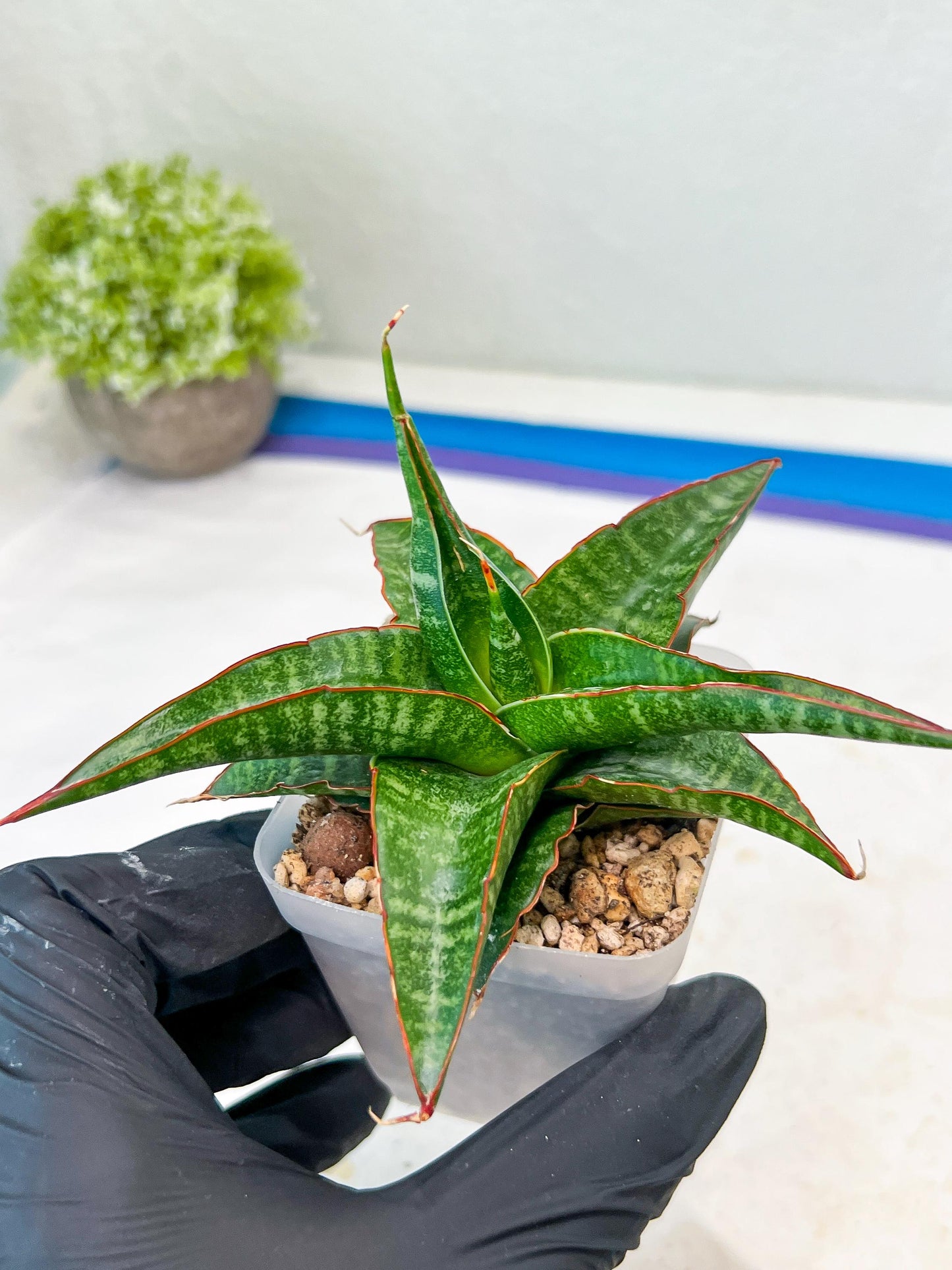 Sansevieria Gombloh (#Ba21) | Imported Plants | Rare Hybrid Species