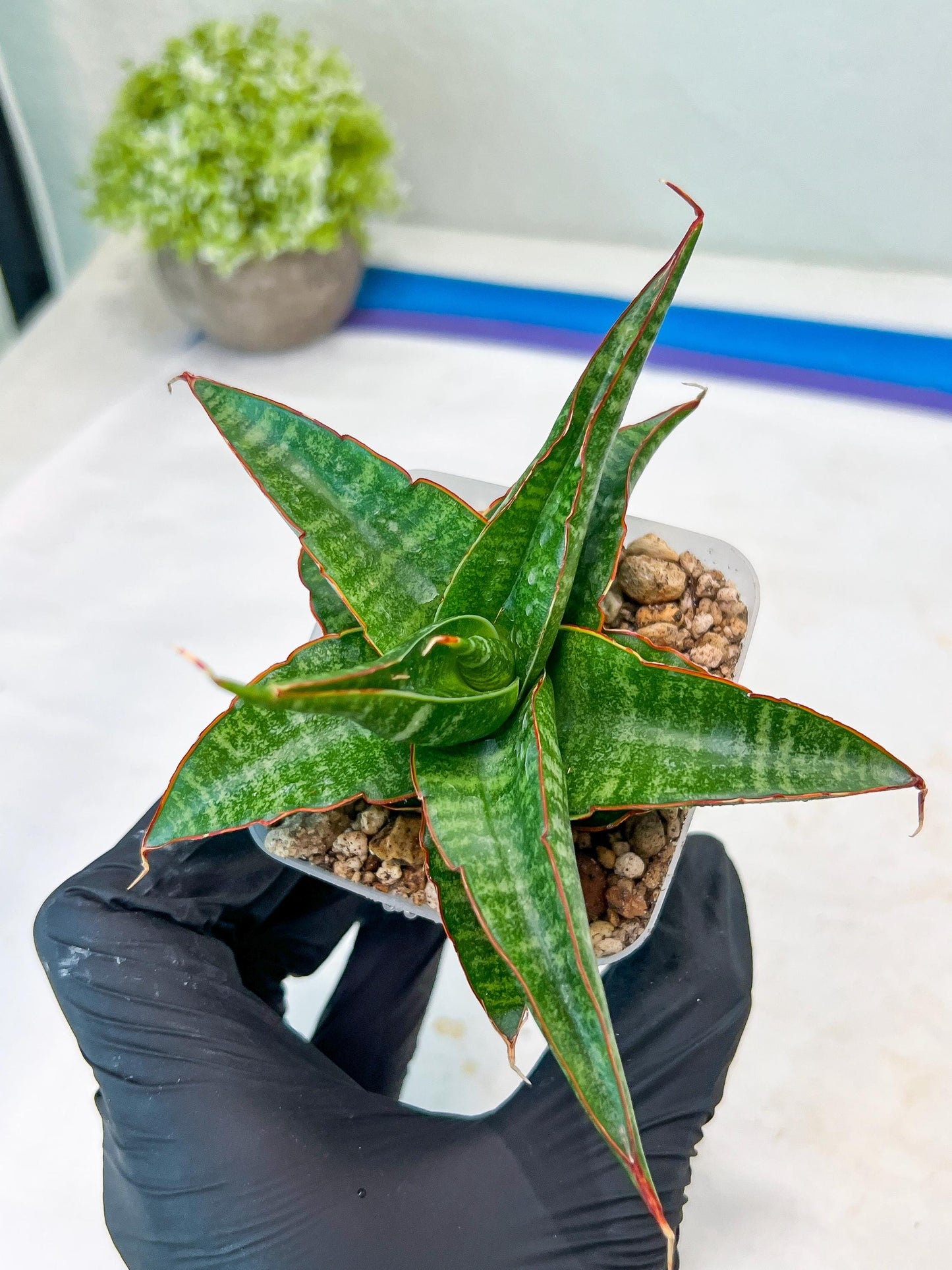 Sansevieria Gombloh (#Ba21) | Imported Plants | Rare Hybrid Species