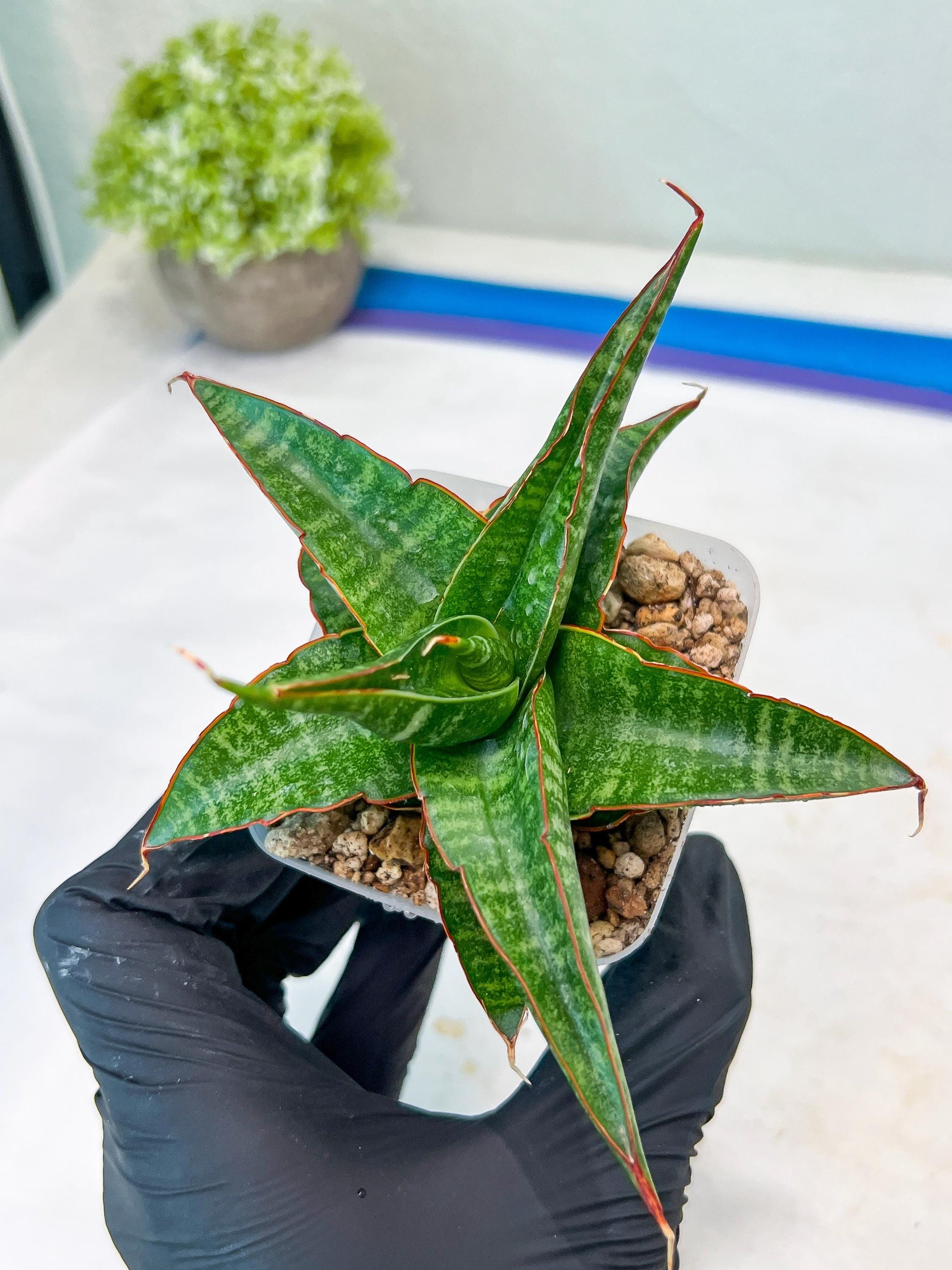 Sansevieria Gombloh (#Ba21) | Imported Plants | Rare Hybrid Species