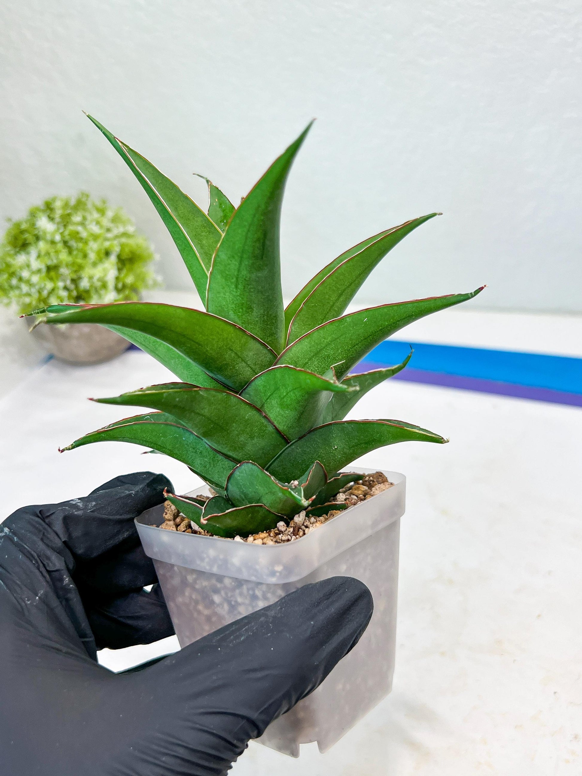 Sansevieria Agustus (#Ba22.5) | Imported Plants | Rare Hybrid Species
