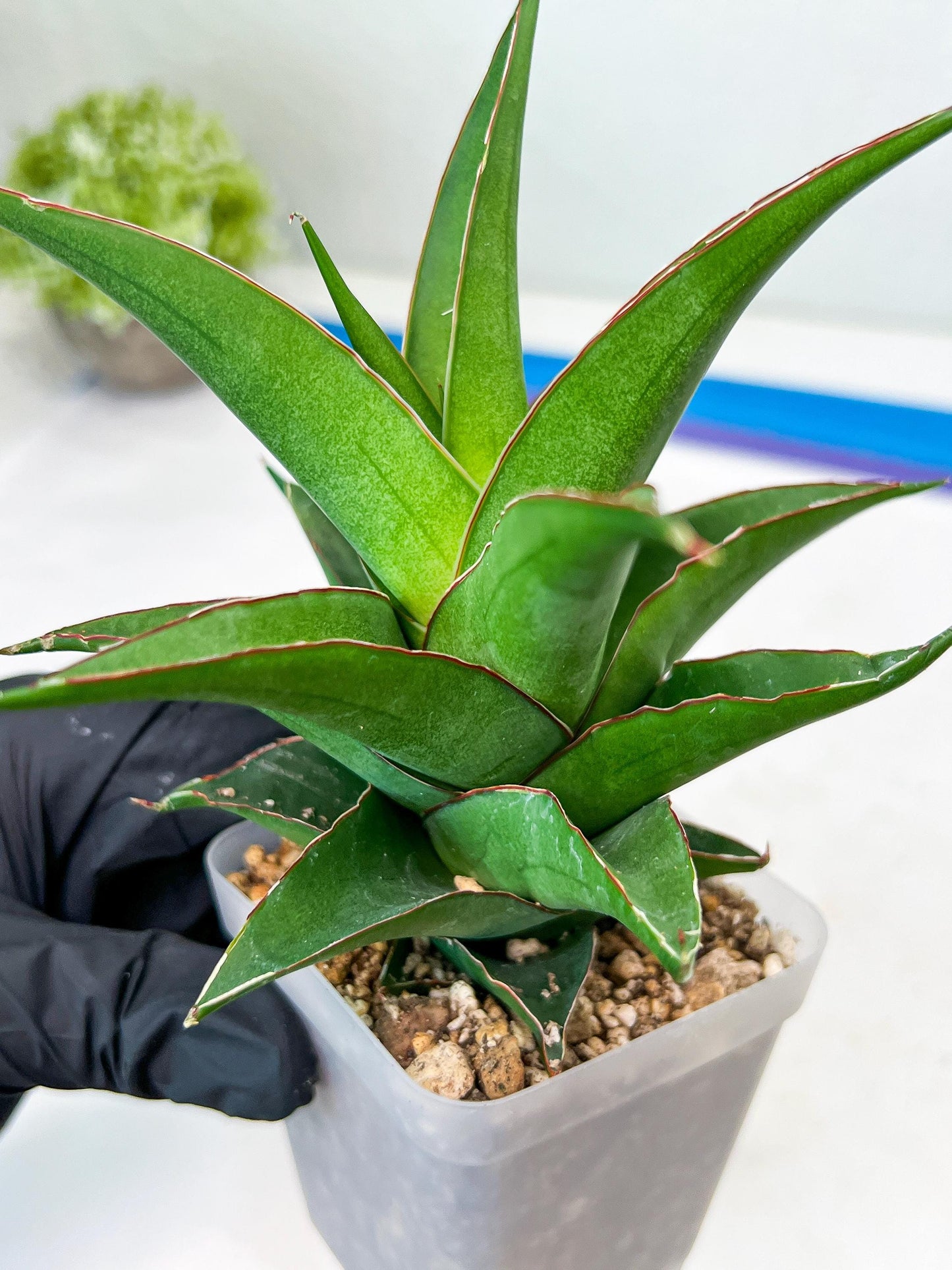 Sansevieria Agustus (#Ba22.5) | Imported Plants | Rare Hybrid Species