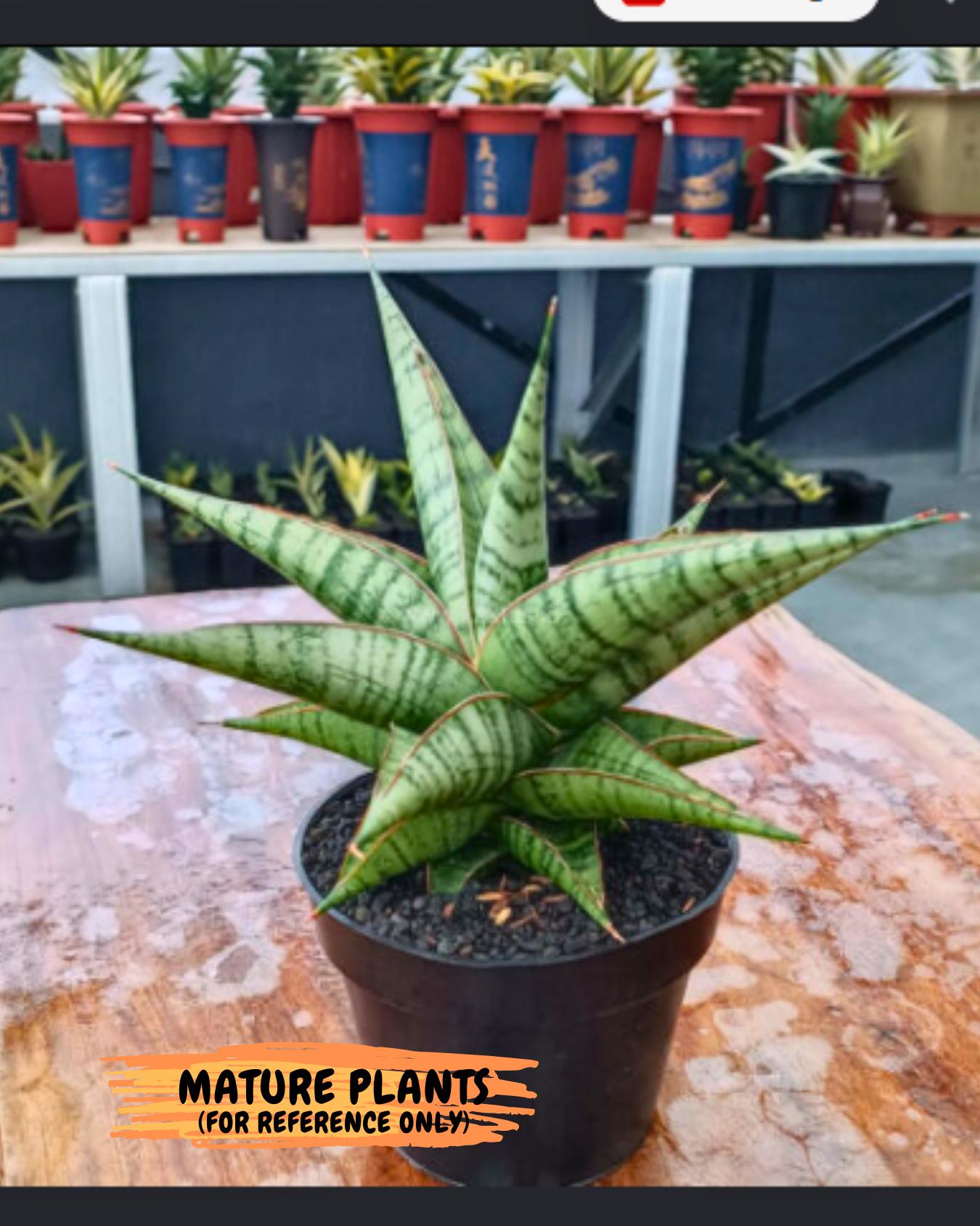 Sansevieria Ghuto (#Ba20) | Imported Plants | Rare Hybrid Species