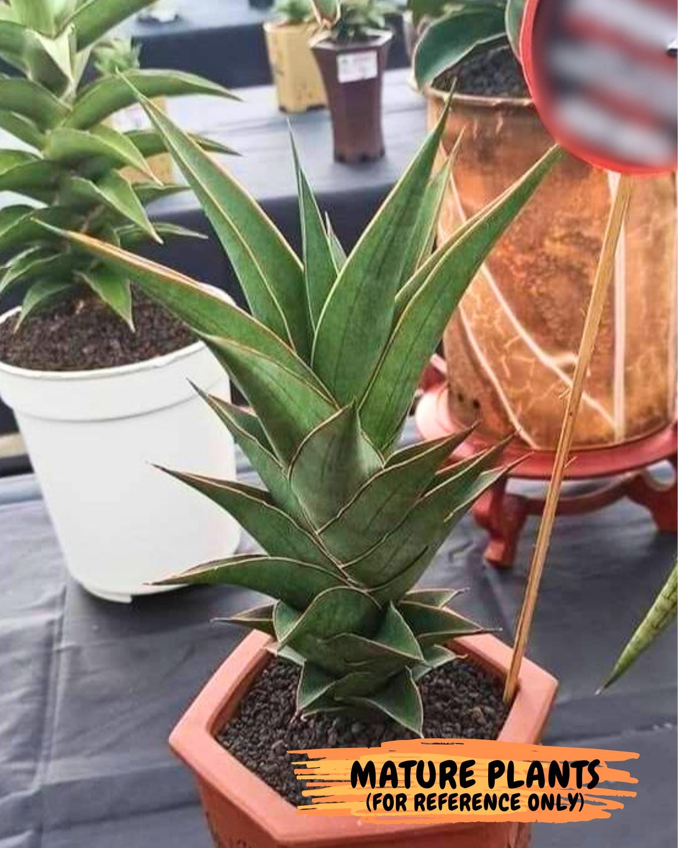 Sansevieria Agustus (#Ba22.5) | Imported Plants | Rare Hybrid Species