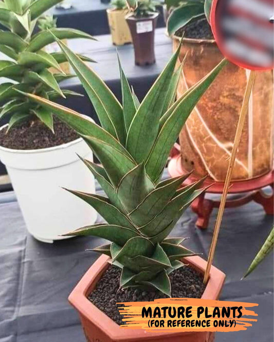 Sansevieria Agustus (#Ba22.5) | Imported Plants | Rare Hybrid Species
