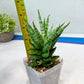 Sansevieria Tesya (#Ba12) | Imported Plants