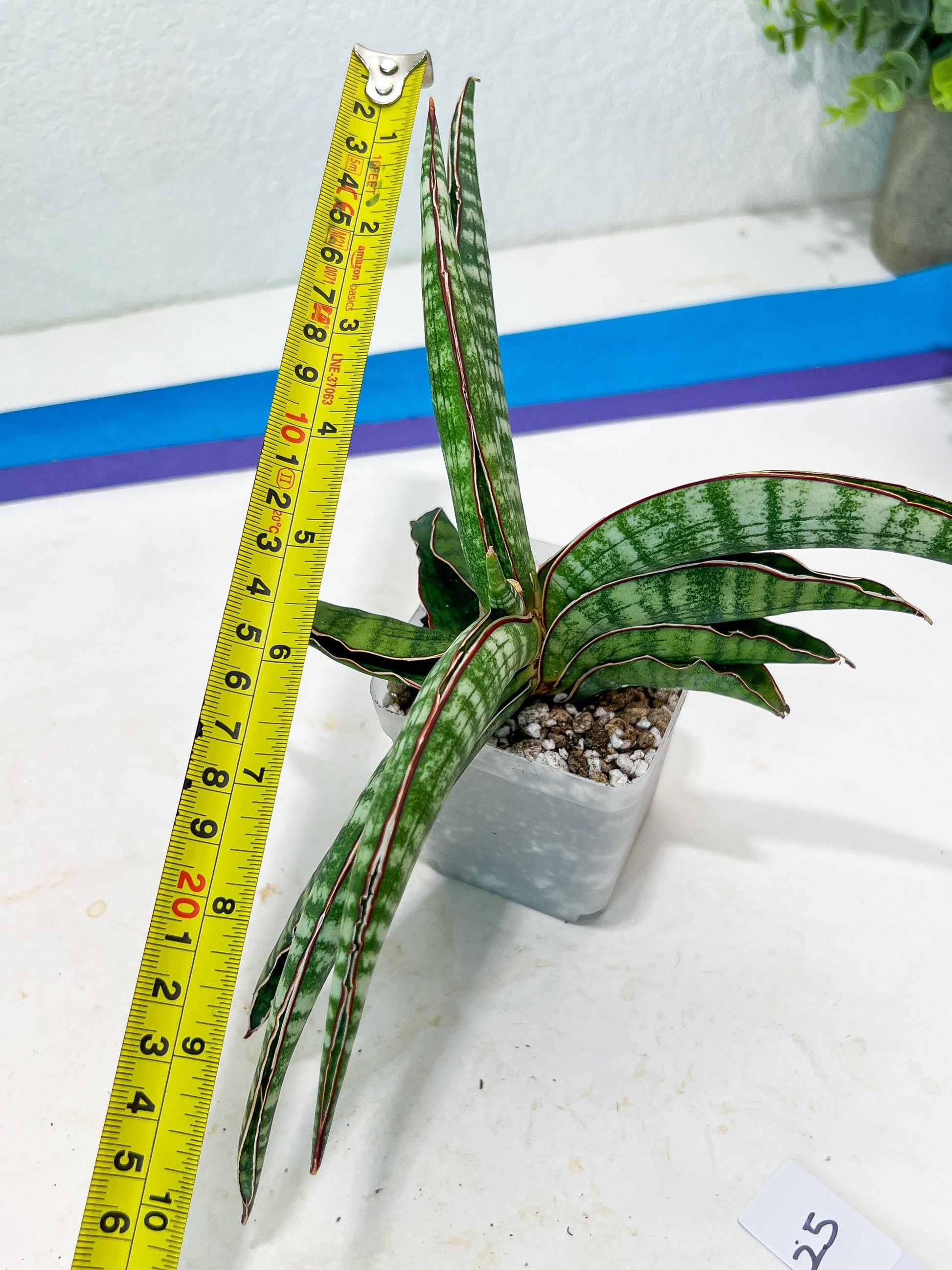 Sansevieria Lady Gaga (#Ba27) | Imported Plants