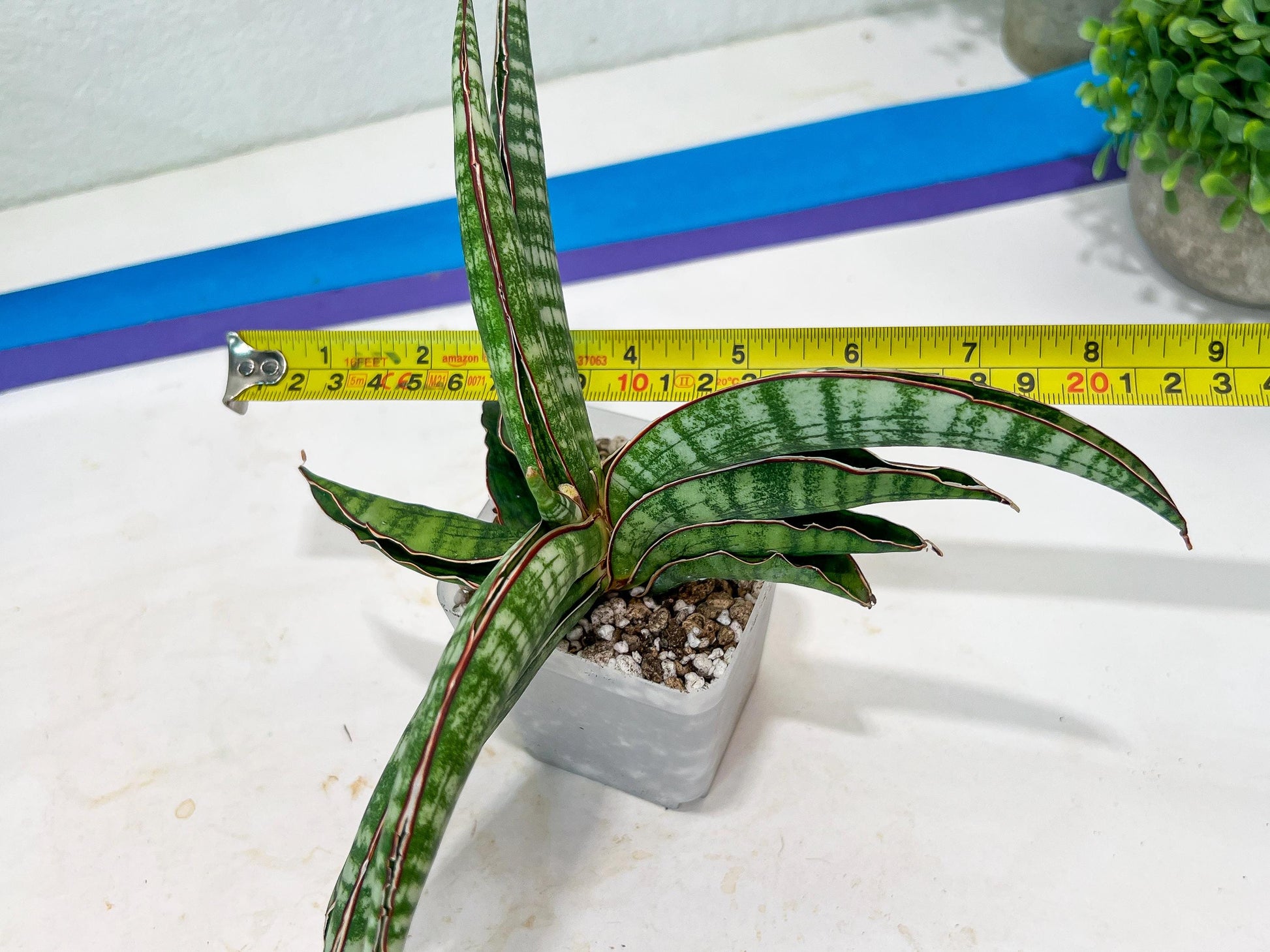 Sansevieria Lady Gaga (#Ba27) | Imported Plants