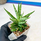Sansevieria Tesya (#Ba12) | Imported Plants