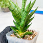Sansevieria Tesya (#Ba12) | Imported Plants