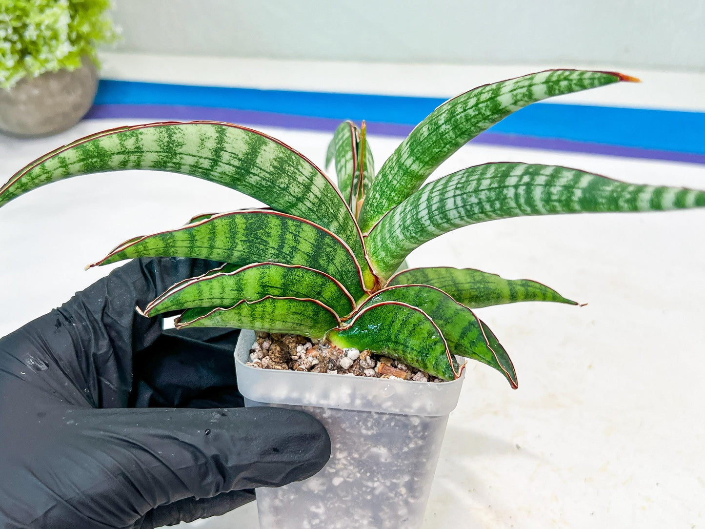 Sansevieria Lady Gaga (#Ba27) | Imported Plants