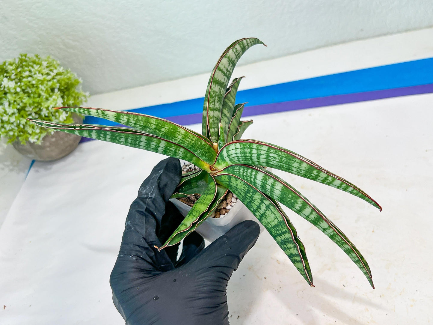Sansevieria Lady Gaga (#Ba27) | Imported Plants