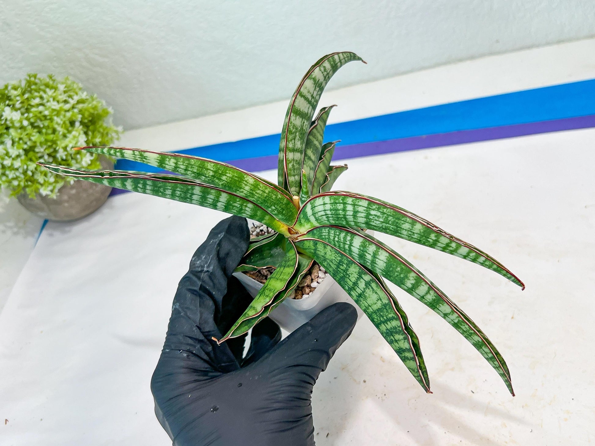 Sansevieria Lady Gaga (#Ba27) | Imported Plants