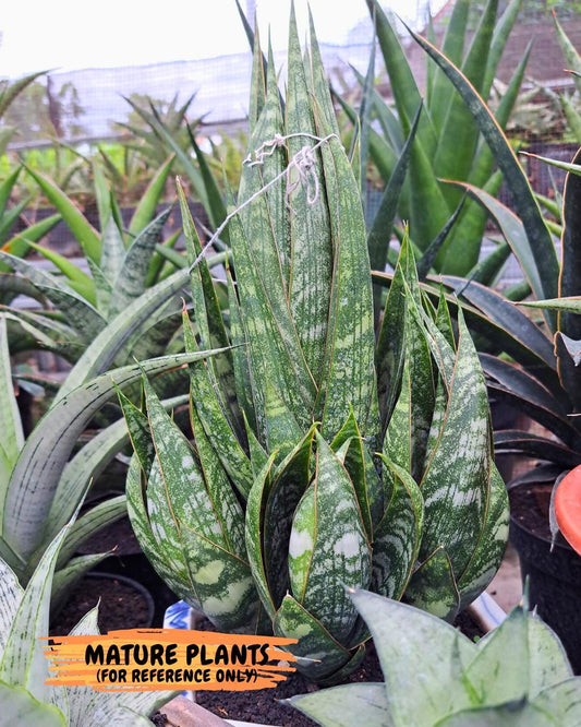 Sansevieria Jotun (ba2) (16) | Imported Plants