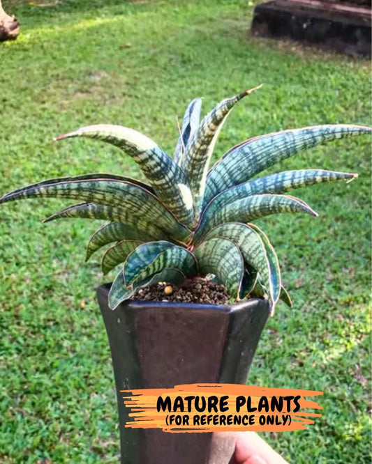 Sansevieria Lady Gaga (#Ba27) | Imported Plants