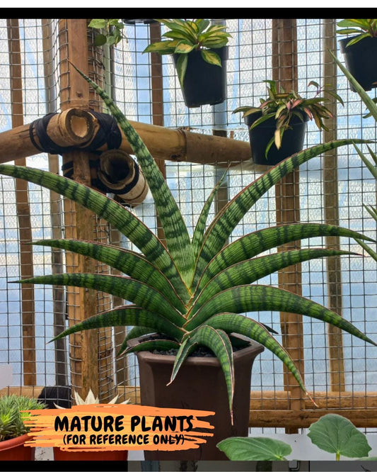 Sansevieria Lady Gaga (#Ba27) | Imported Plants