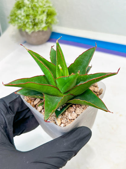 Sansevieria Luna (#Ba30) | Parent Plant Pinguicula x Srikaton