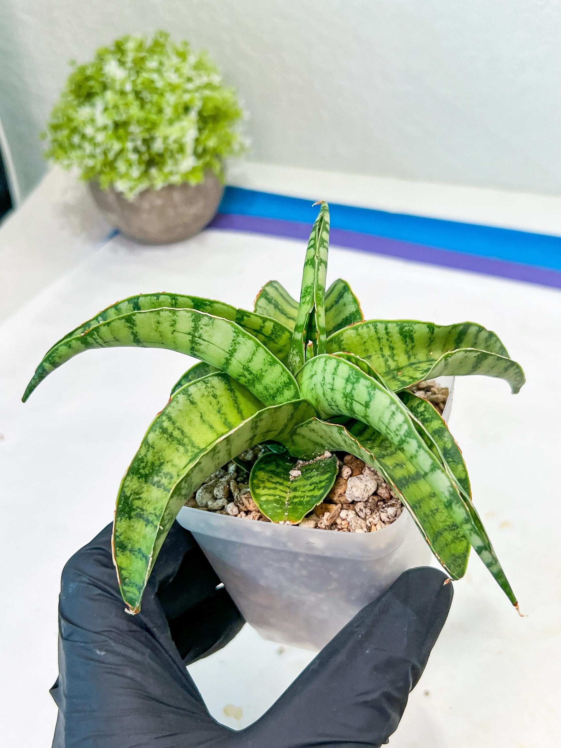 Sansevieria Mama mia (#Ba32) | Imported Plants