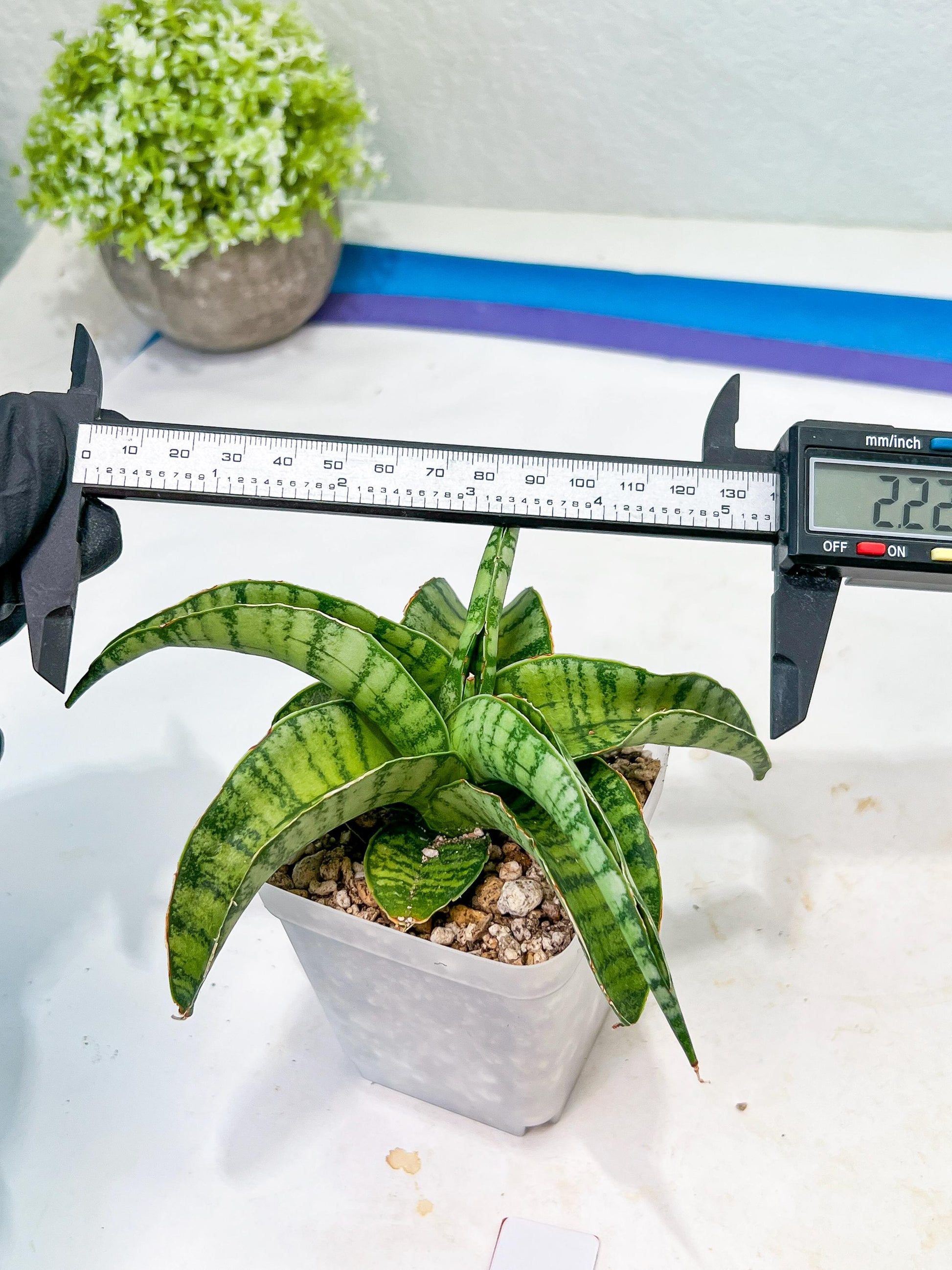 Sansevieria Mama mia (#Ba32) | Imported Plants