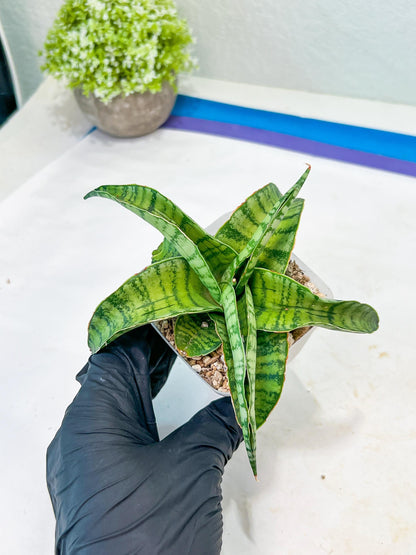 Sansevieria Mama mia (#Ba32) | Imported Plants