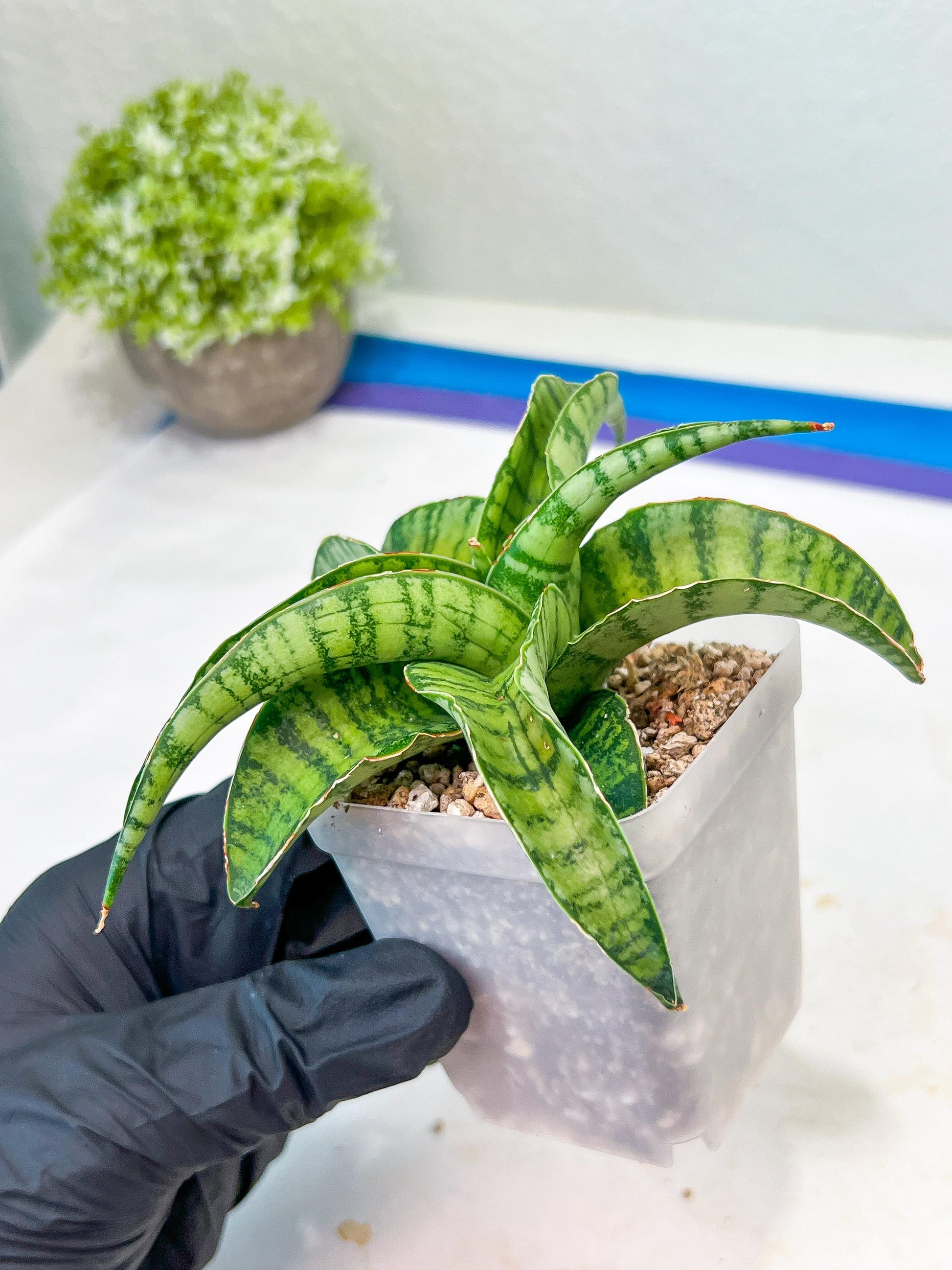 Sansevieria Mama mia (#Ba32) | Imported Plants