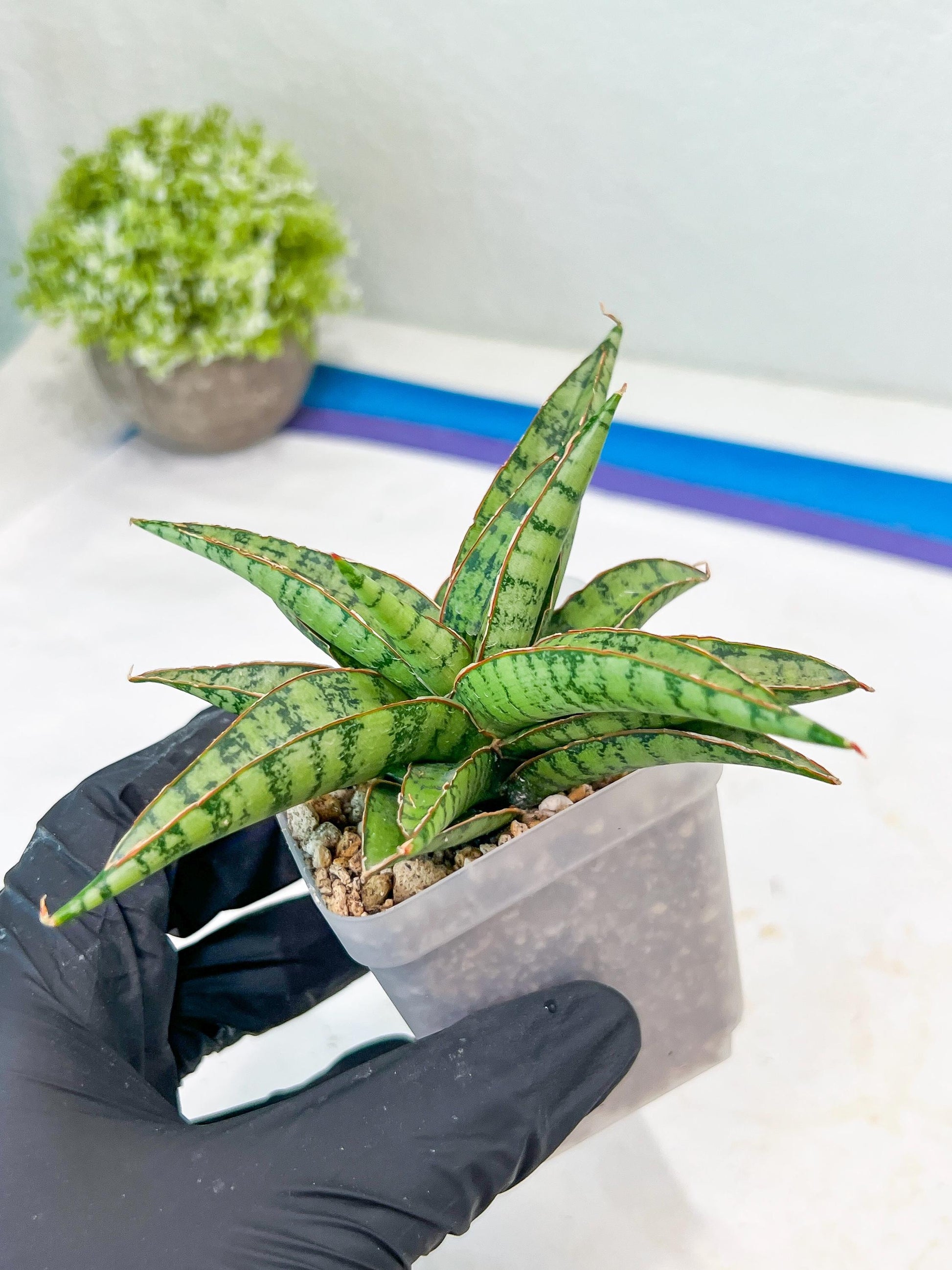 Sansevieria Lavranos 70 x Balyii (#Ba28) | Imported Plants