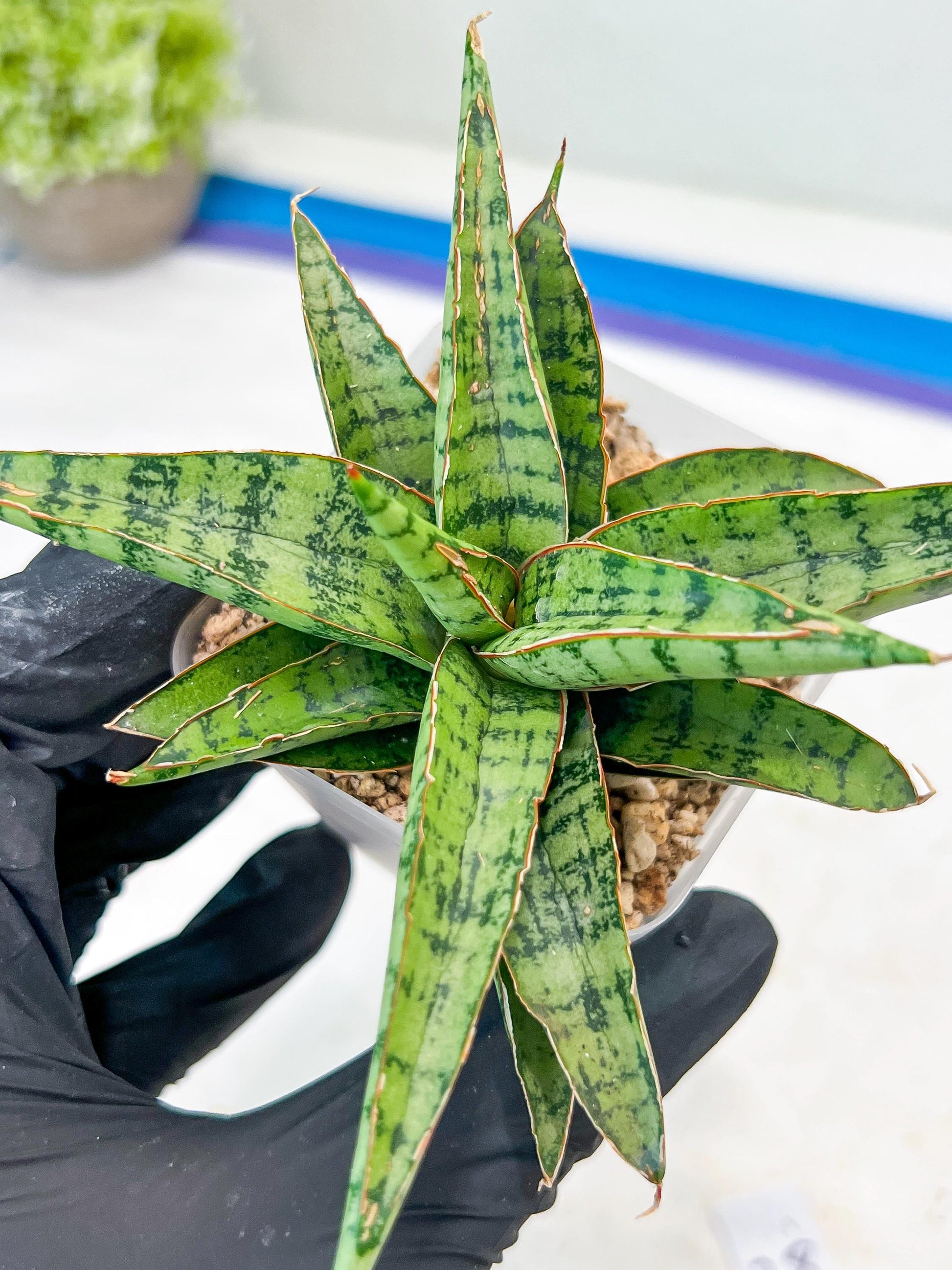 Sansevieria Lavranos 70 x Balyii (#Ba28) | Imported Plants