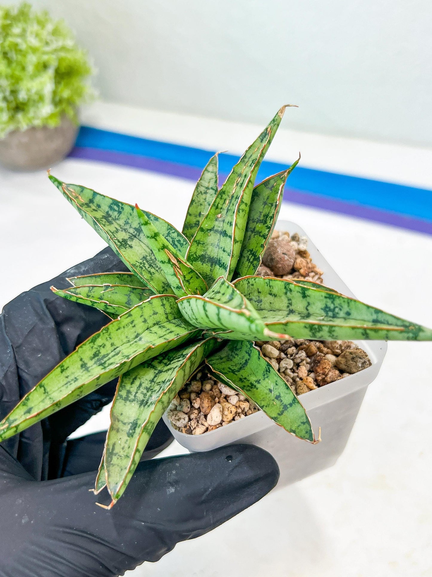 Sansevieria Lavranos 70 x Balyii (#Ba28) | Imported Plants