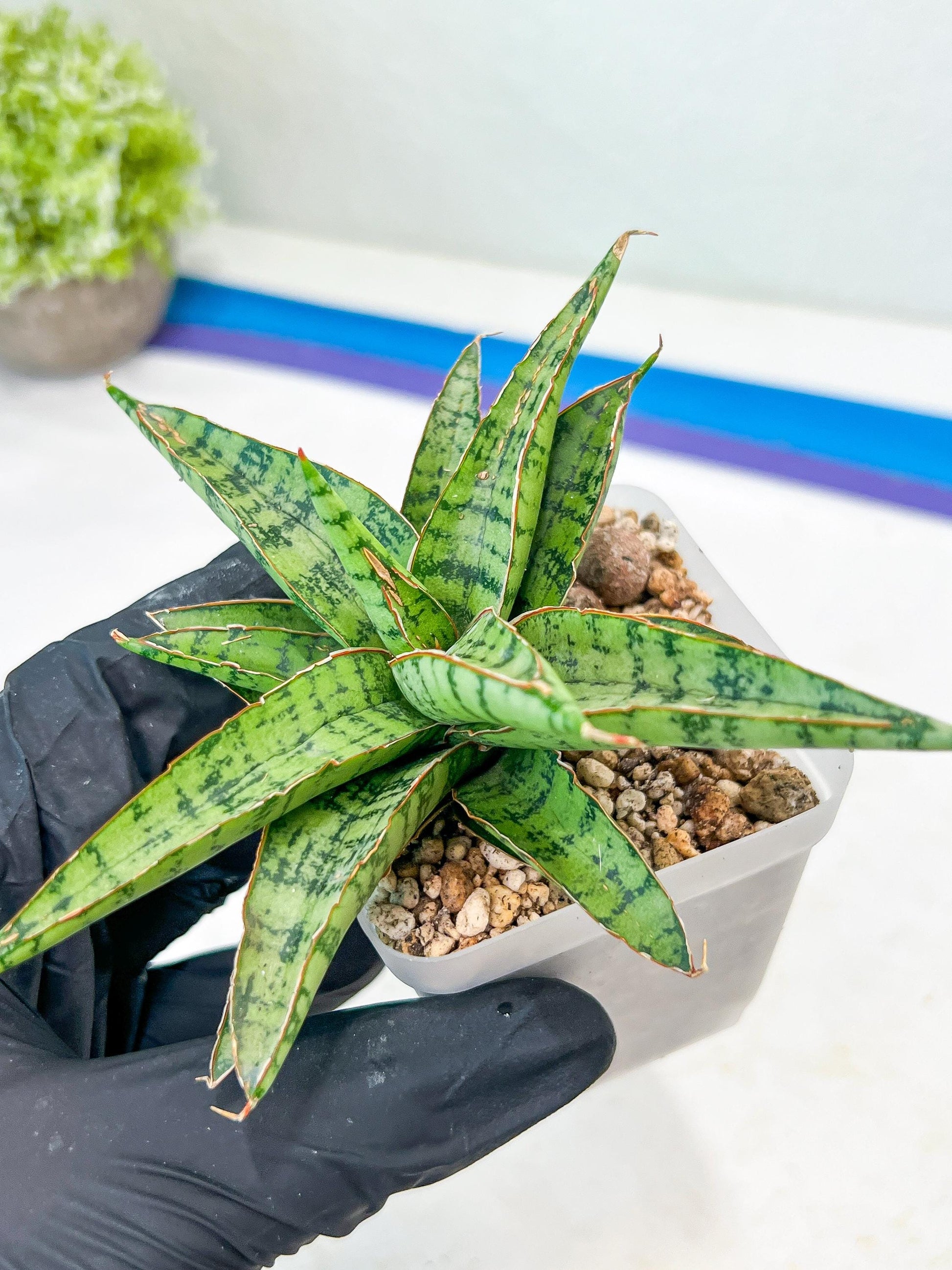 Sansevieria Lavranos 70 x Balyii (#Ba28) | Imported Plants