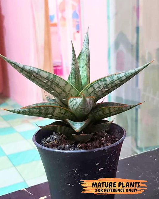 Sansevieria Lavranos 70 x Balyii (#Ba28) | Imported Plants