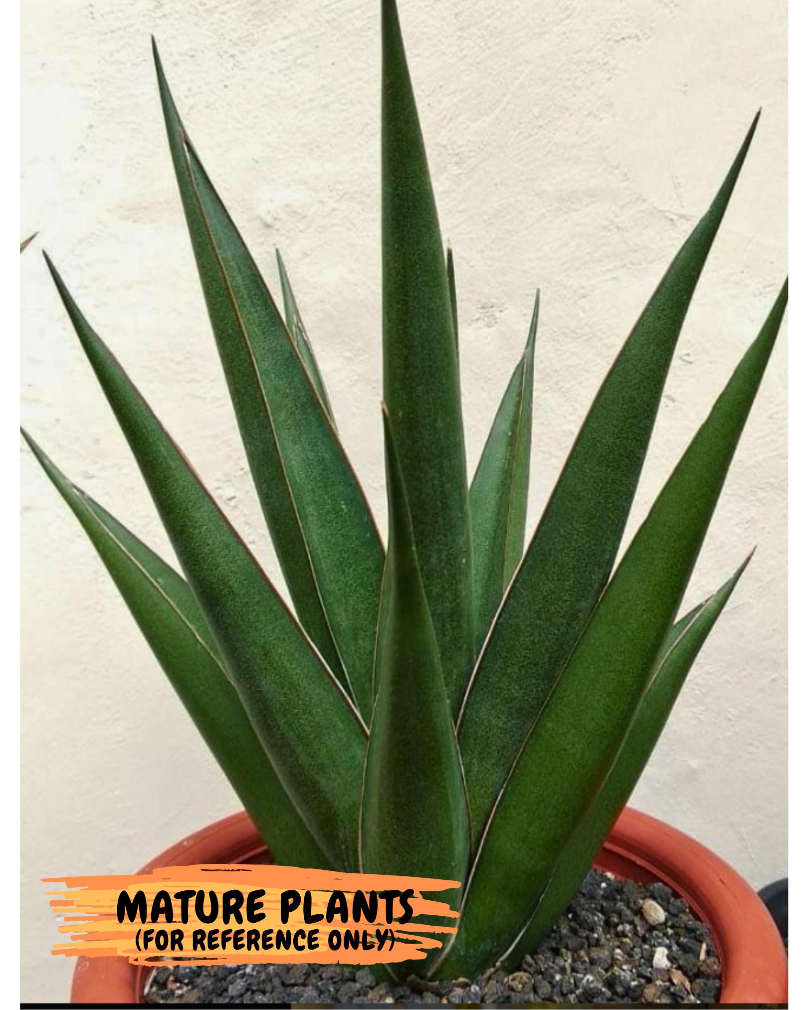 Sansevieria Luna (#Ba30) | Parent Plant Pinguicula x Srikaton