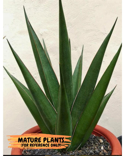 Sansevieria Luna (#Ba30) | Parent Plant Pinguicula x Srikaton