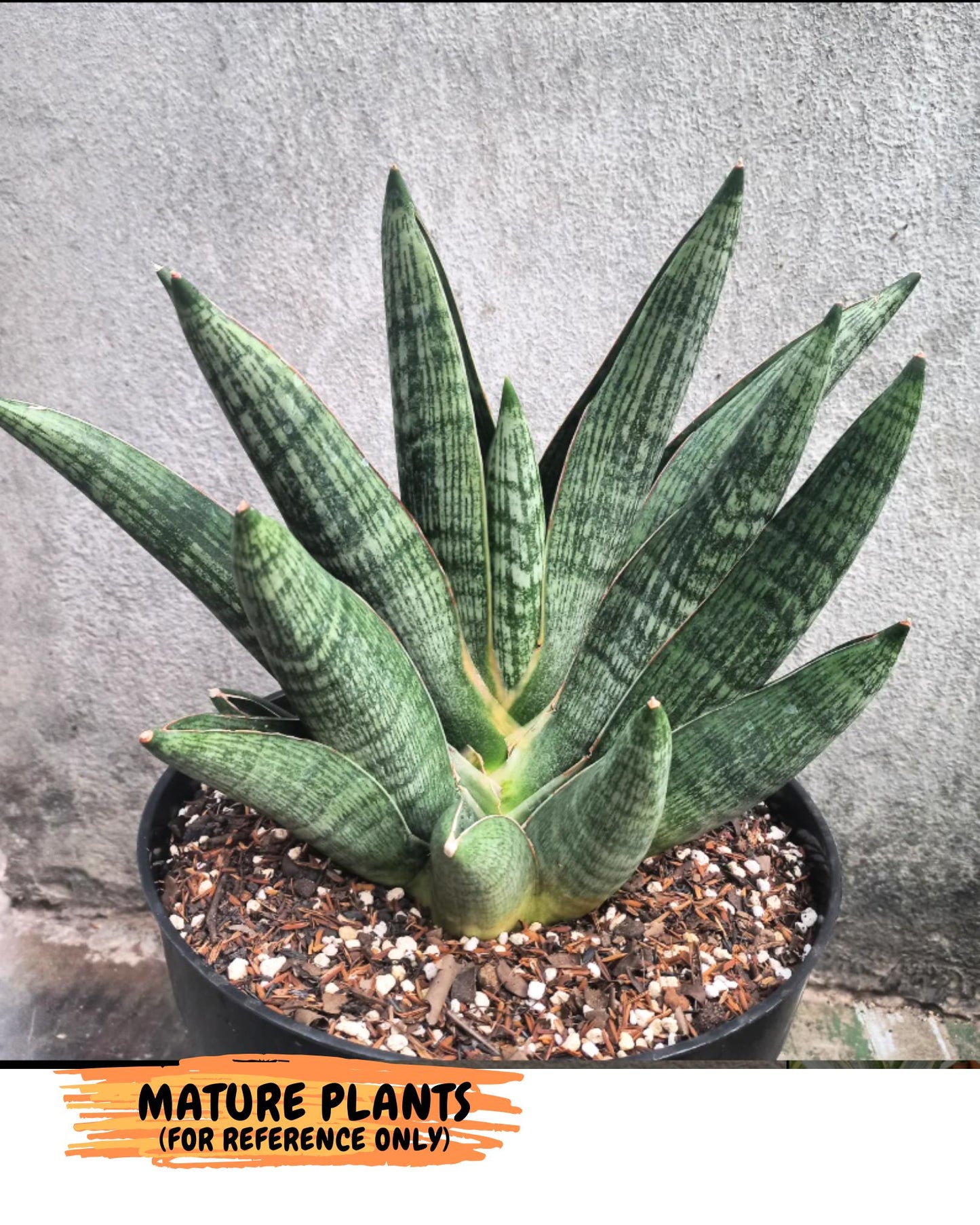Sansevieria Macho (#Ba31) | Imported Plants