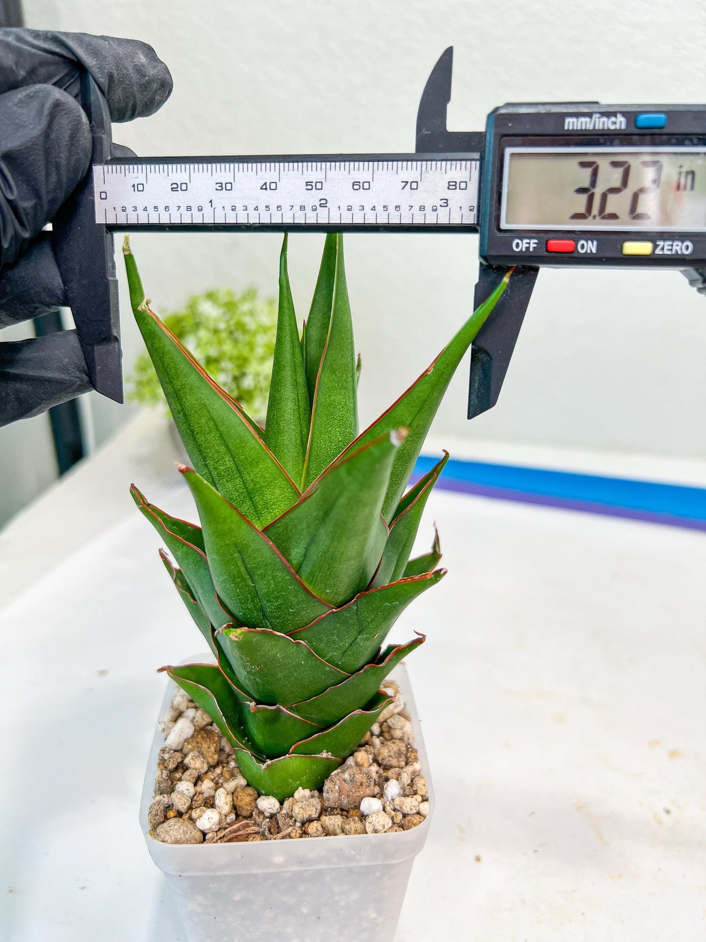 Sansevieria Marlena (#Ba34) | Imported Plants
