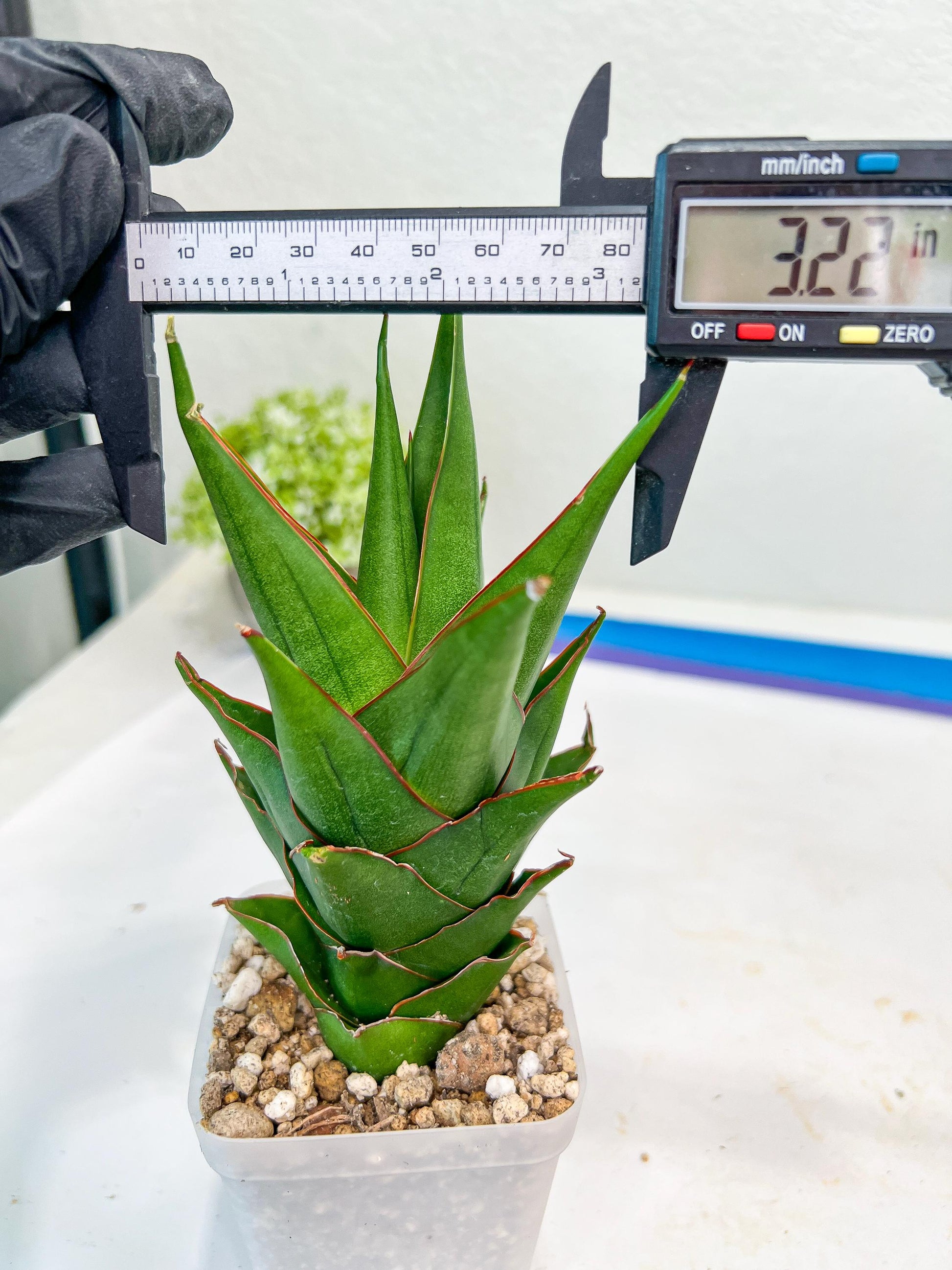 Sansevieria Marlena (#Ba34) | Imported Plants