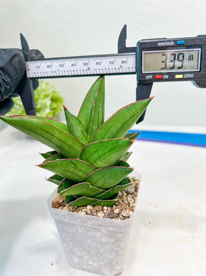 Sansevieria Maryam (#Ba35) | Imported Plants