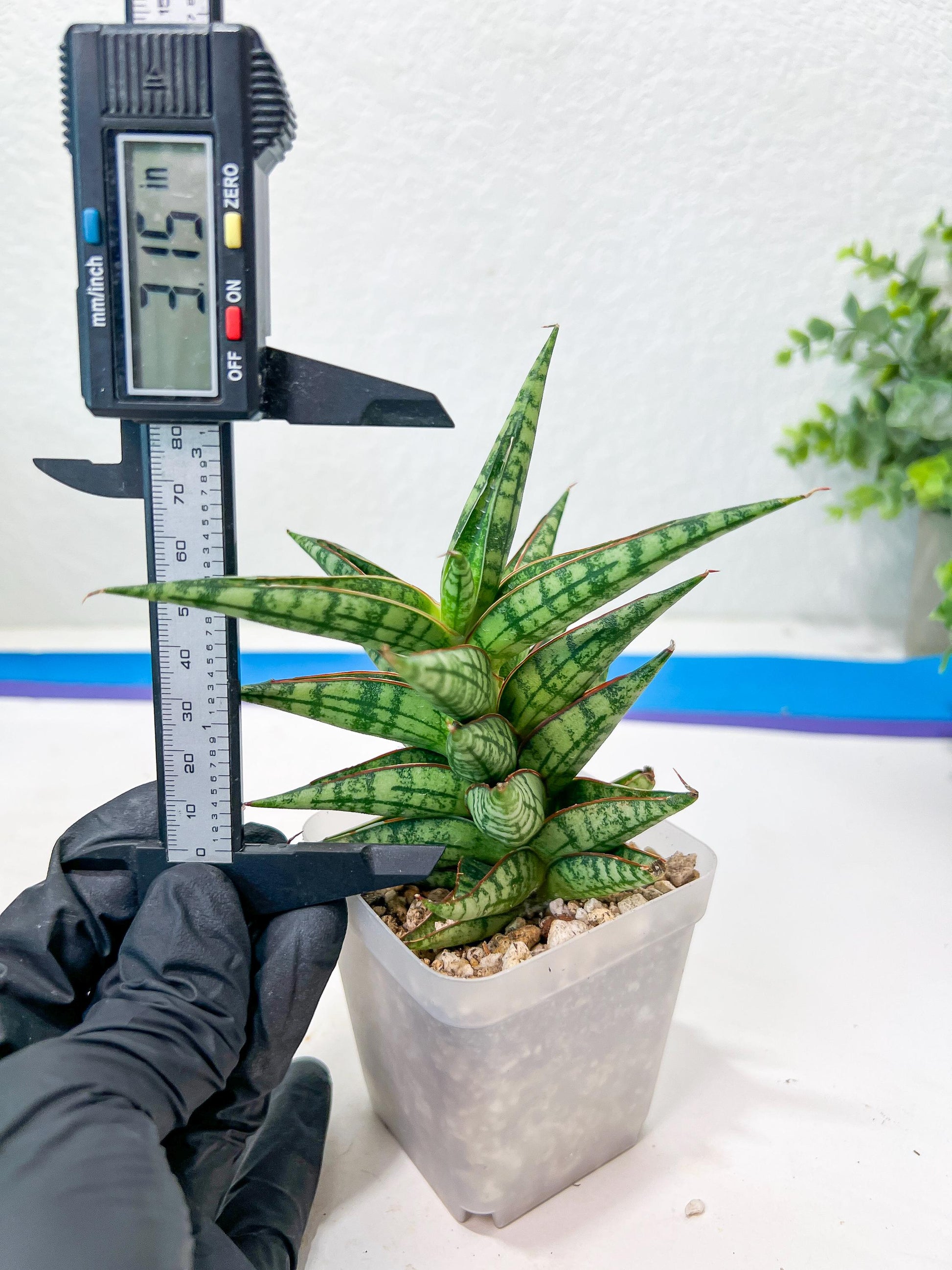 Sansevieria NN77 (#Ba37) | Imported Plants