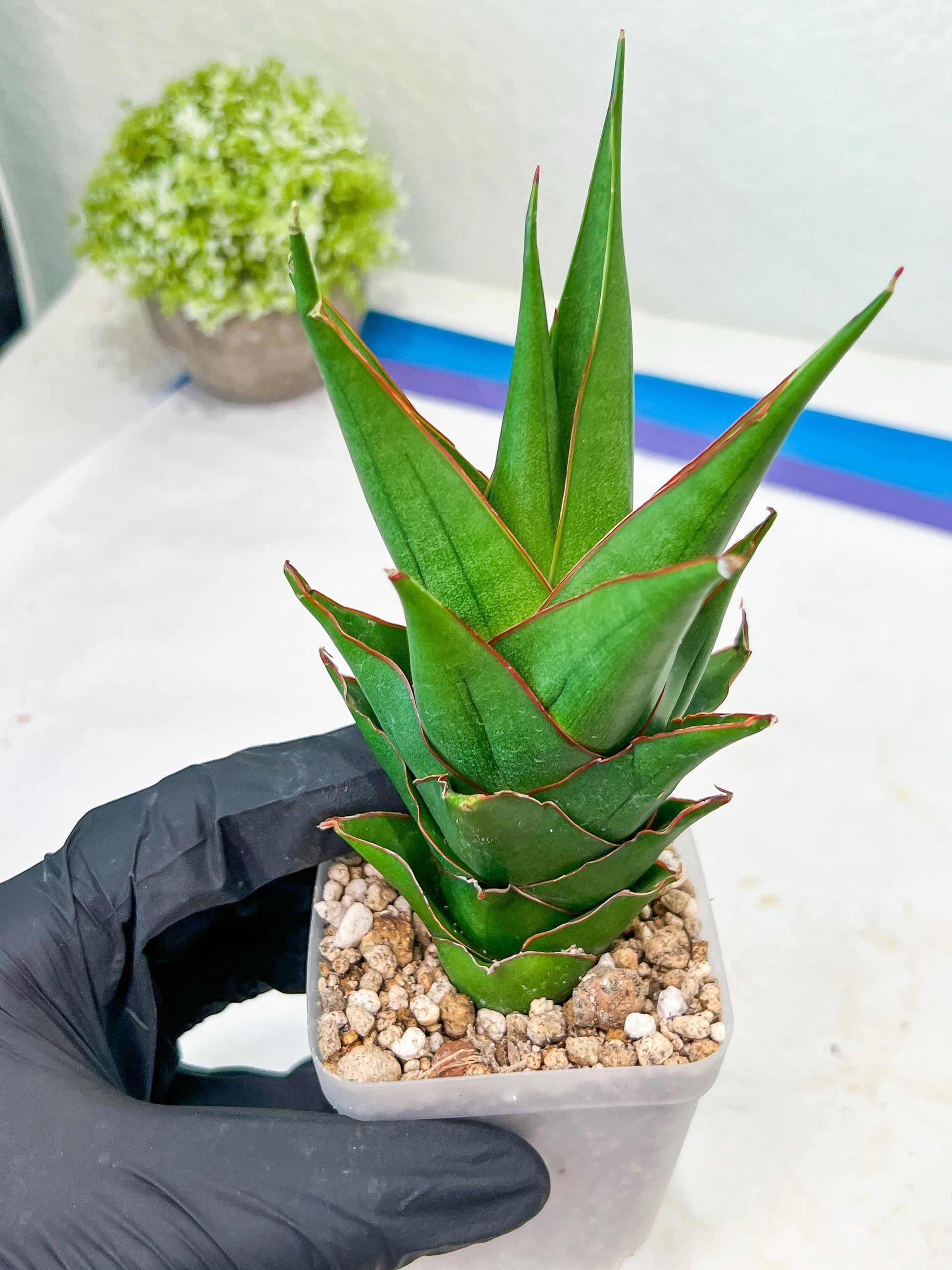 Sansevieria Marlena (#Ba34) | Imported Plants