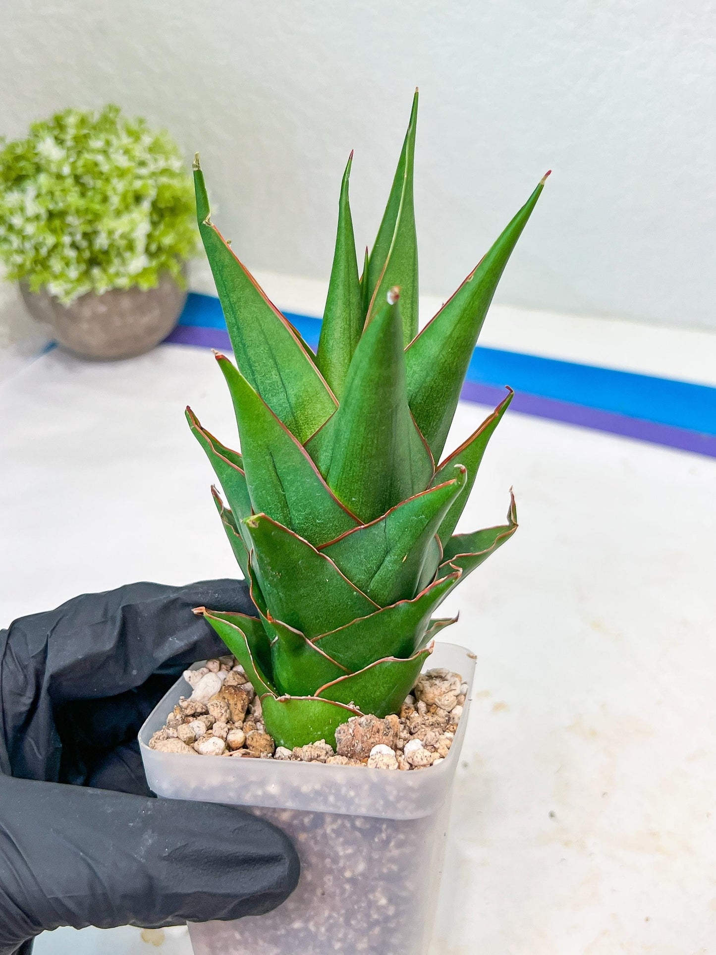 Sansevieria Marlena (#Ba34) | Imported Plants