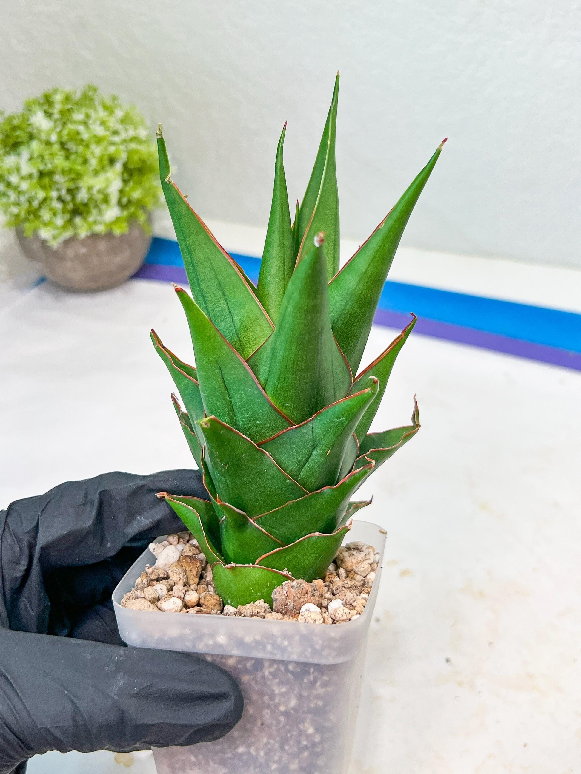 Sansevieria Marlena (#Ba34) | Imported Plants