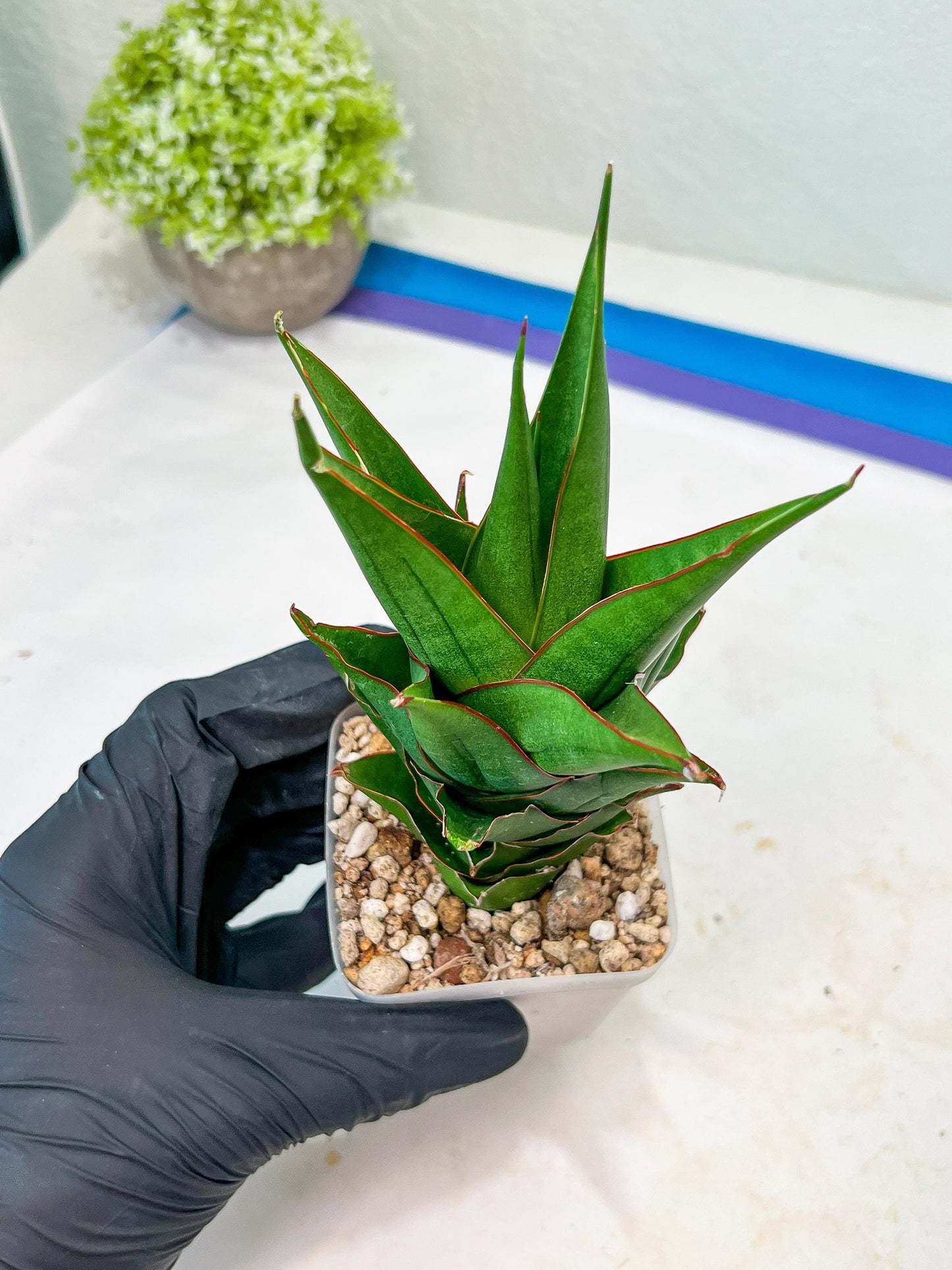 Sansevieria Marlena (#Ba34) | Imported Plants