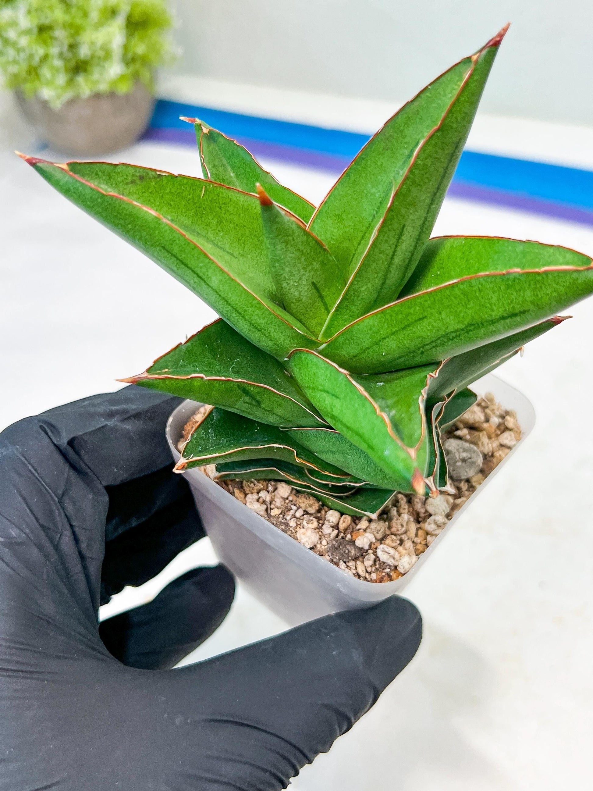 Sansevieria Maryam (#Ba35) | Imported Plants