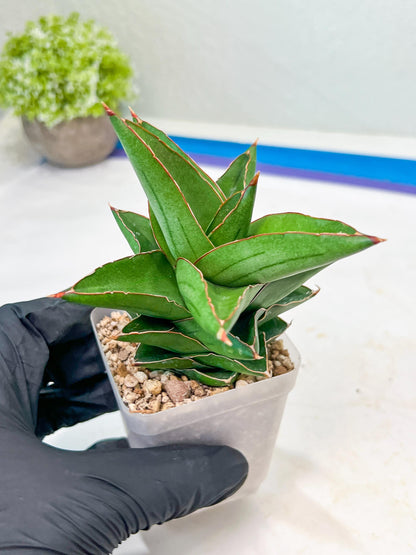 Sansevieria Maryam (#Ba35) | Imported Plants