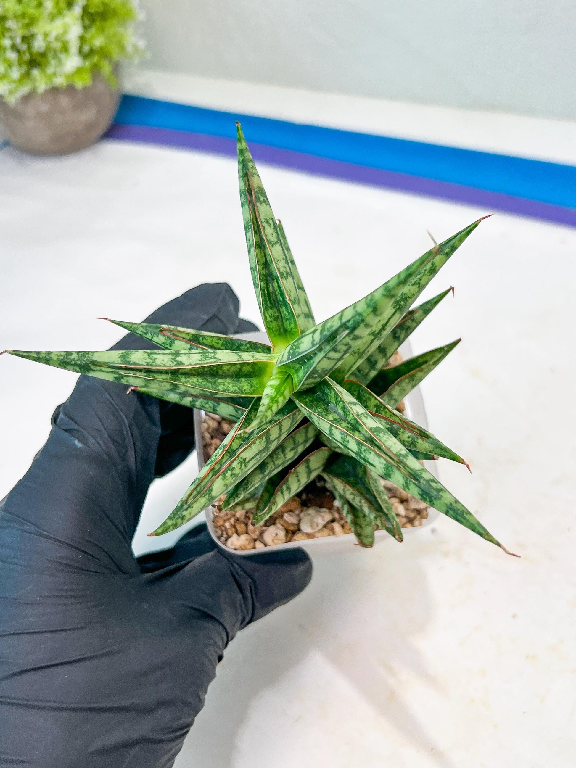 Sansevieria NN77 (#Ba37) | Imported Plants